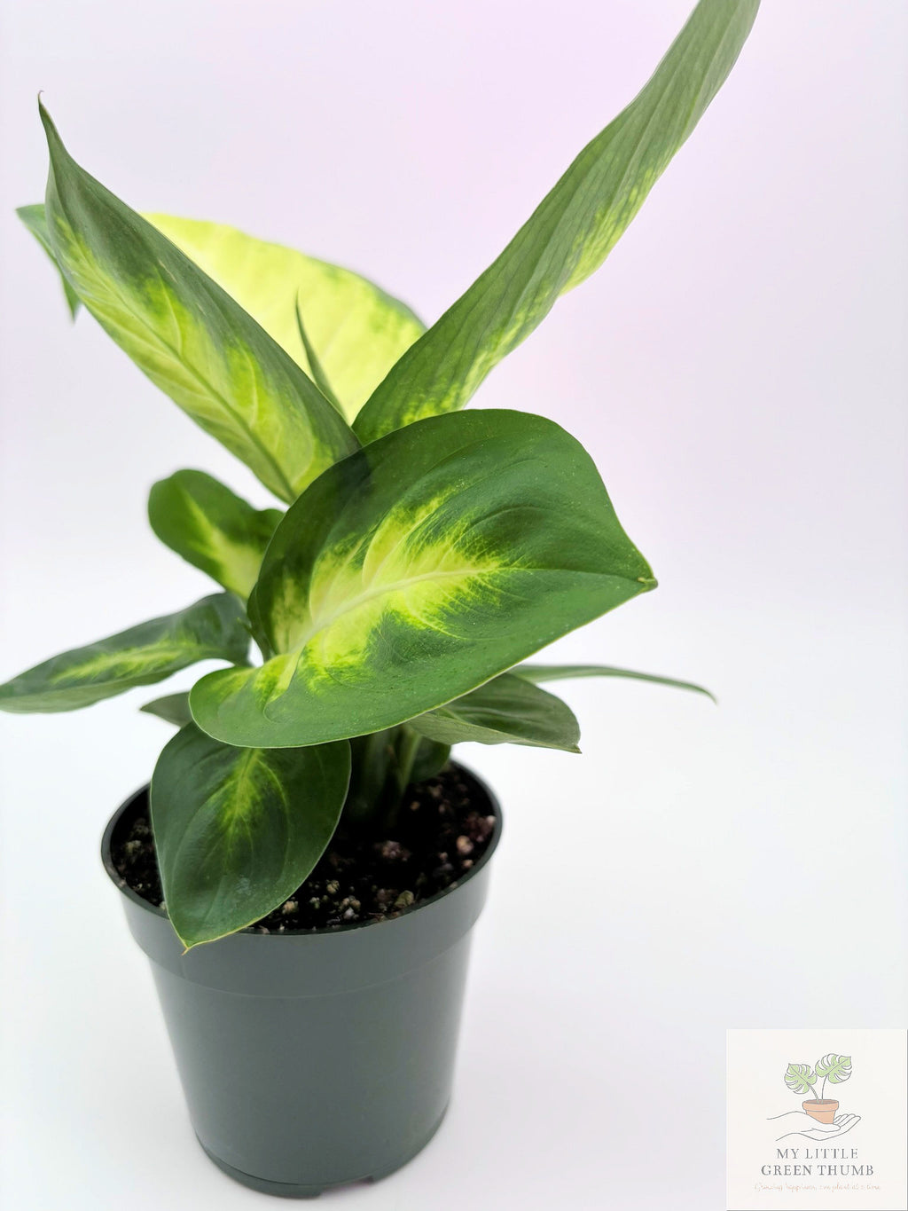 🌿 Dieffenbachia 'Camille' Elegant Tropical Foliage Plant • Easy-Care Houseplant