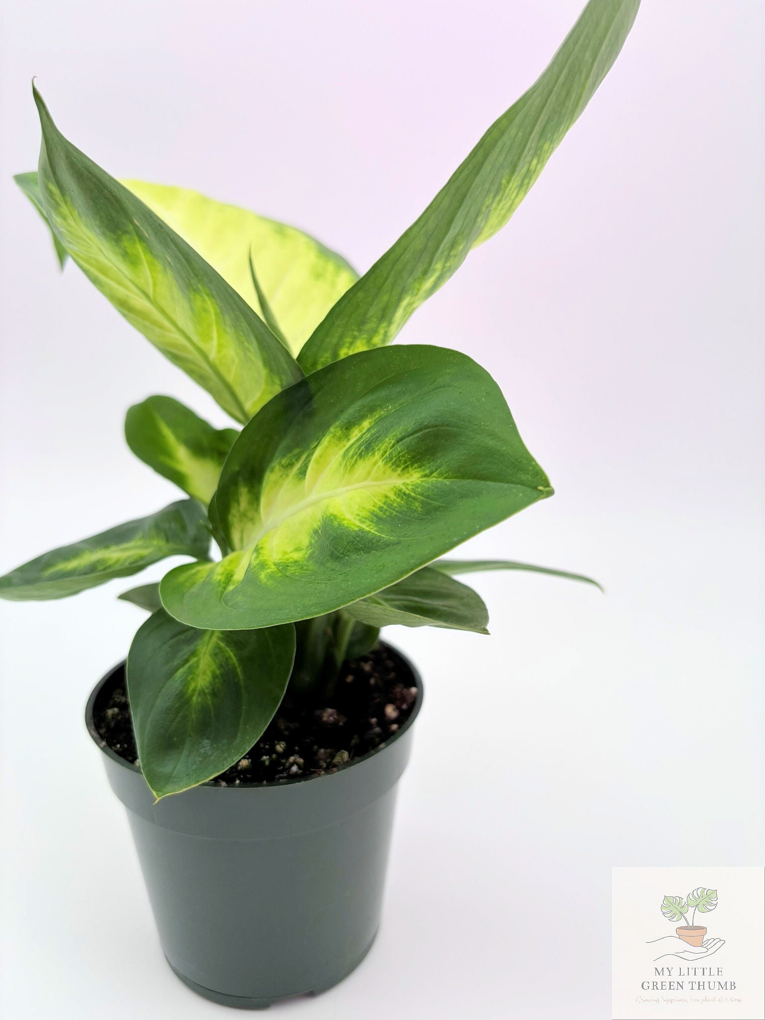 🌿 Dieffenbachia 'Camille' Elegant Tropical Foliage Plant • Easy-Care Houseplant