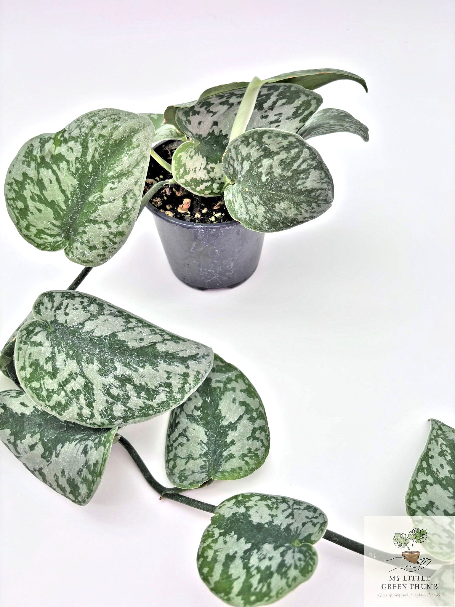 🌿 Satin Pothos Scindapsus Pictus • Silvery Trailing Houseplant