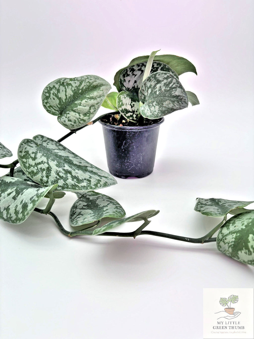 🌿 Satin Pothos Scindapsus Pictus • Silvery Trailing Houseplant