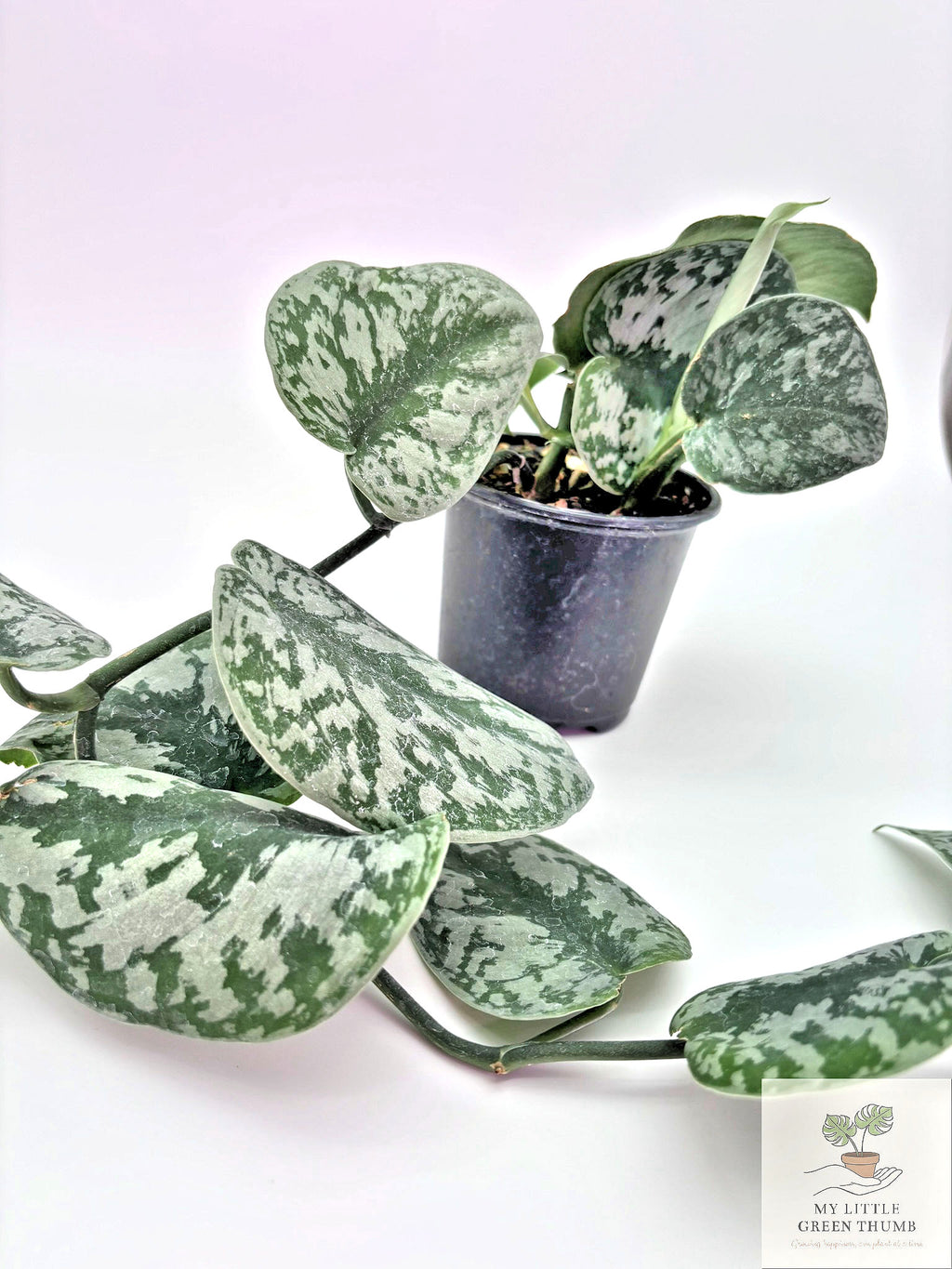 🌿 Satin Pothos Scindapsus Pictus • Silvery Trailing Houseplant