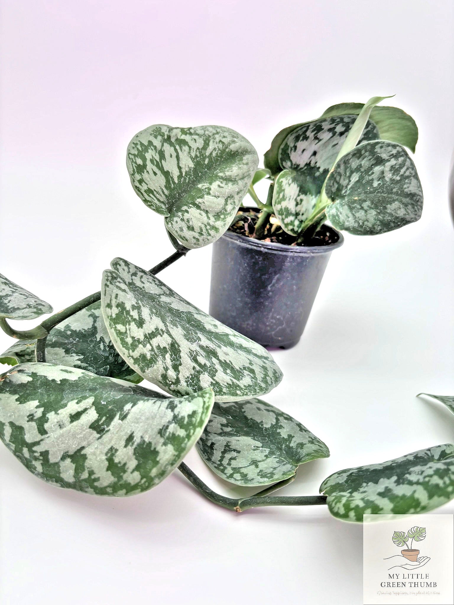 🌿 Satin Pothos Scindapsus Pictus • Silvery Trailing Houseplant