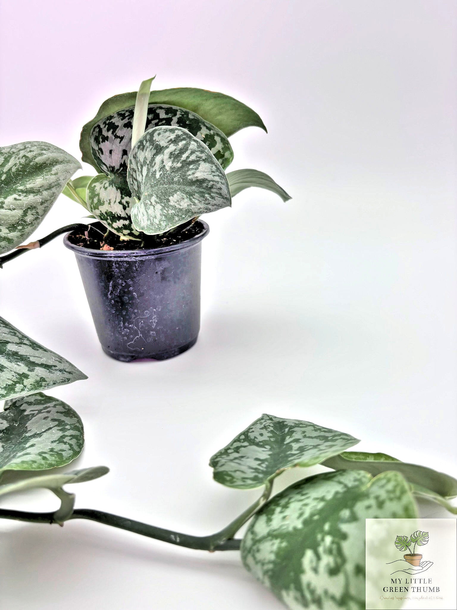 🌿 Satin Pothos Scindapsus Pictus • Silvery Trailing Houseplant