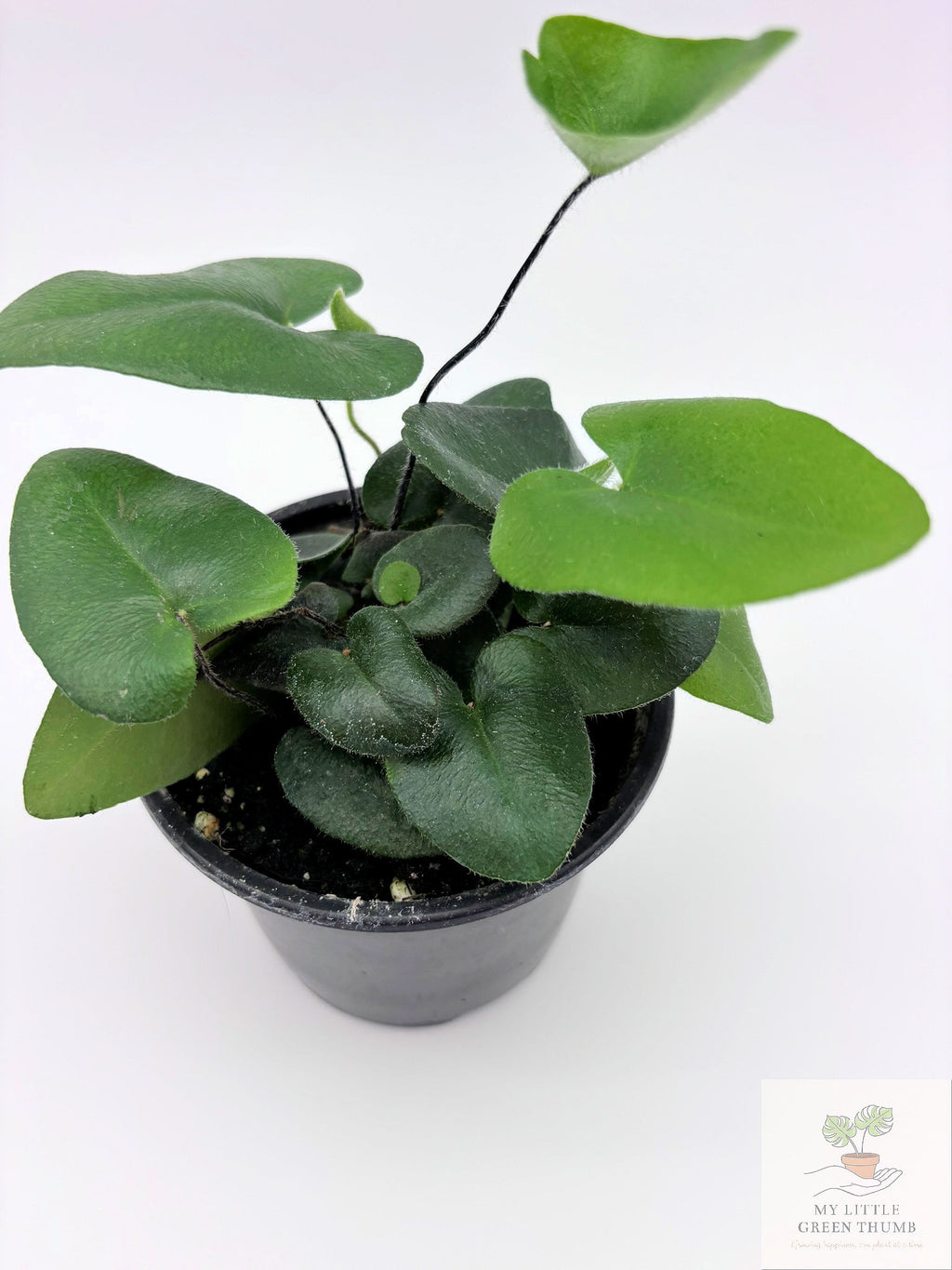 🌿 Tropical Fern Collection Lush, Air-Purifying Houseplants • Indoor Fern Varieties