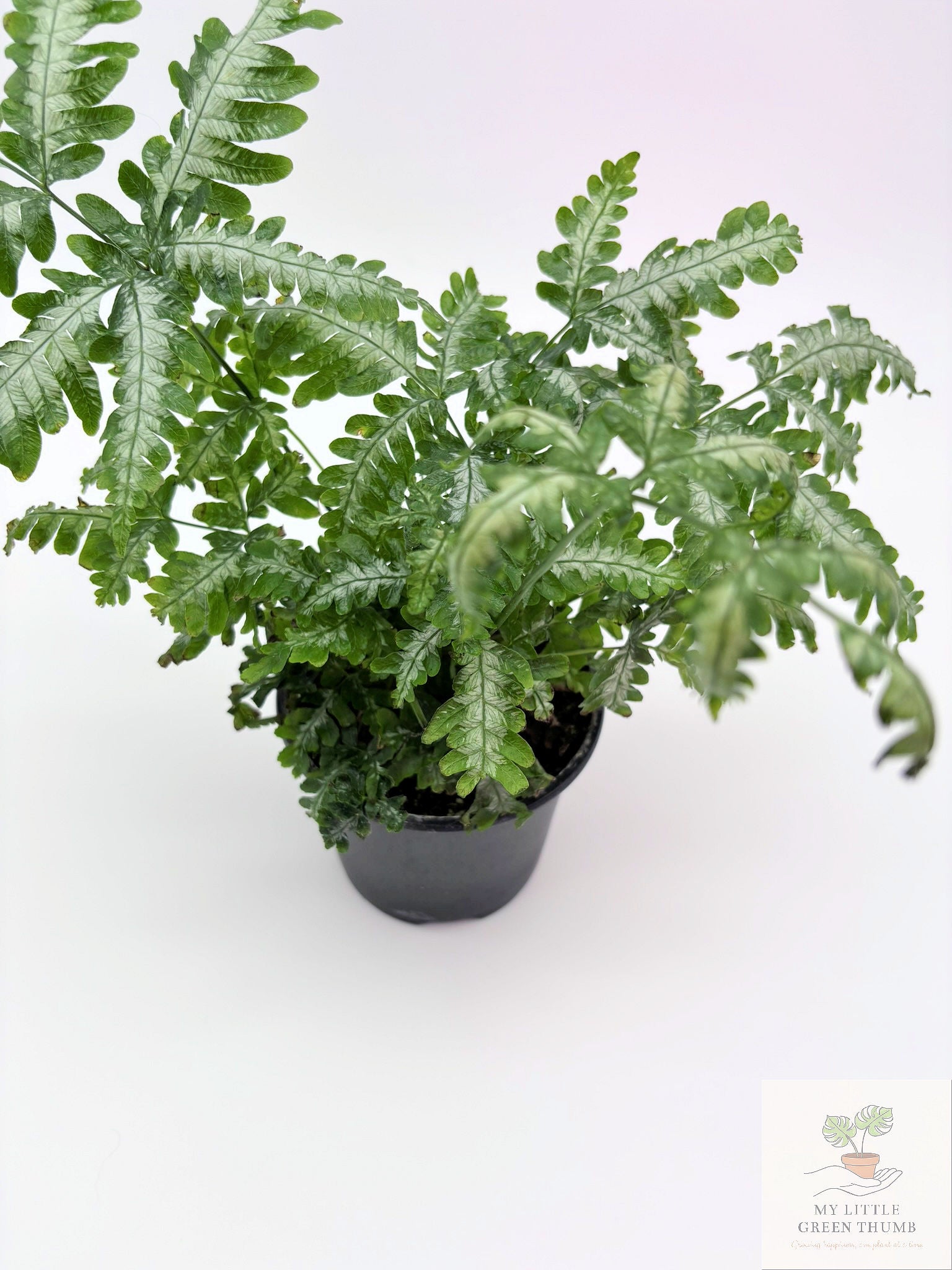 🌿 Tropical Fern Collection Lush, Air-Purifying Houseplants • Indoor Fern Varieties