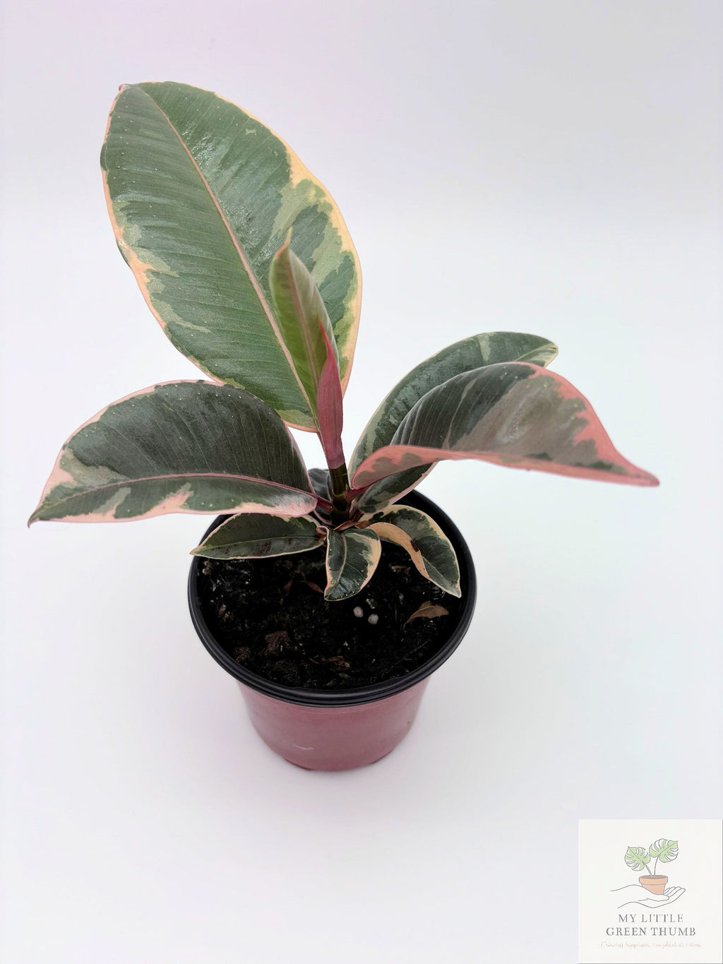 🌿 Ficus Tineke Variegated Rubber Plant • Elegant Tropical Statement Plant