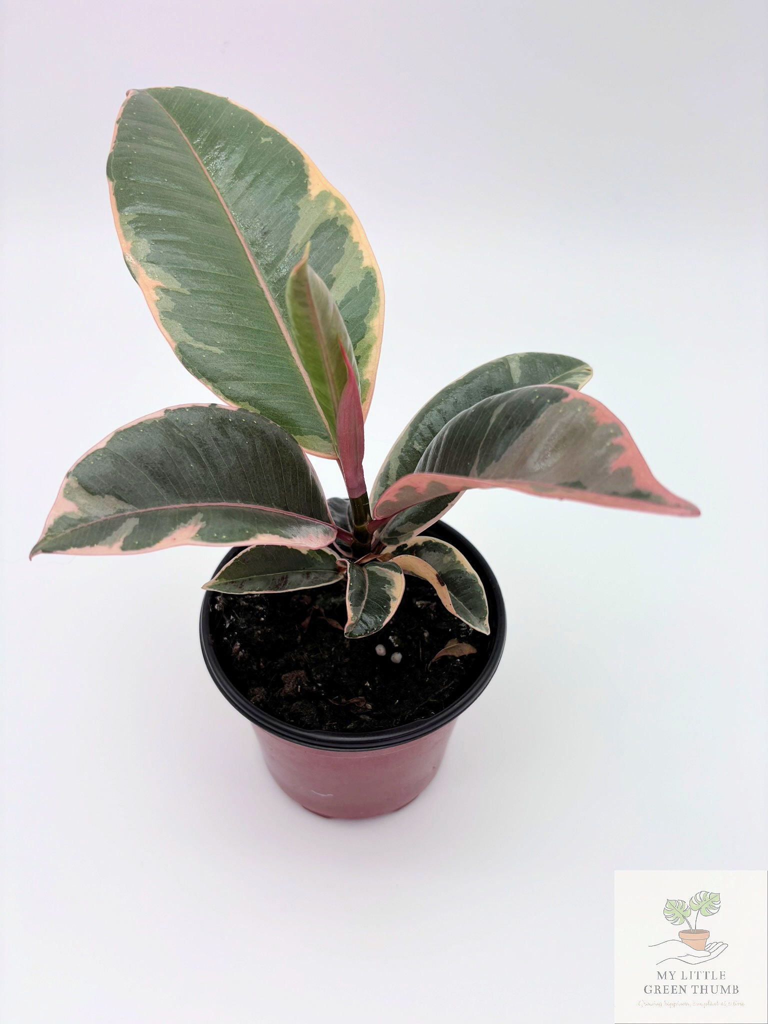🌿 Ficus Tineke Variegated Rubber Plant • Elegant Tropical Statement Plant