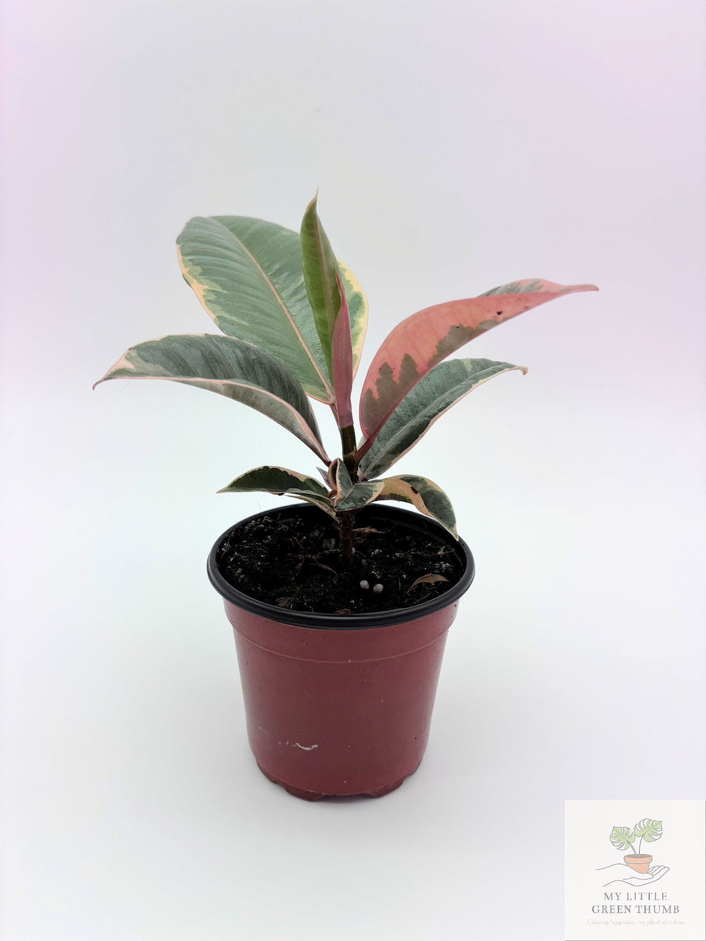 🌿 Ficus Tineke Variegated Rubber Plant • Elegant Tropical Statement Plant