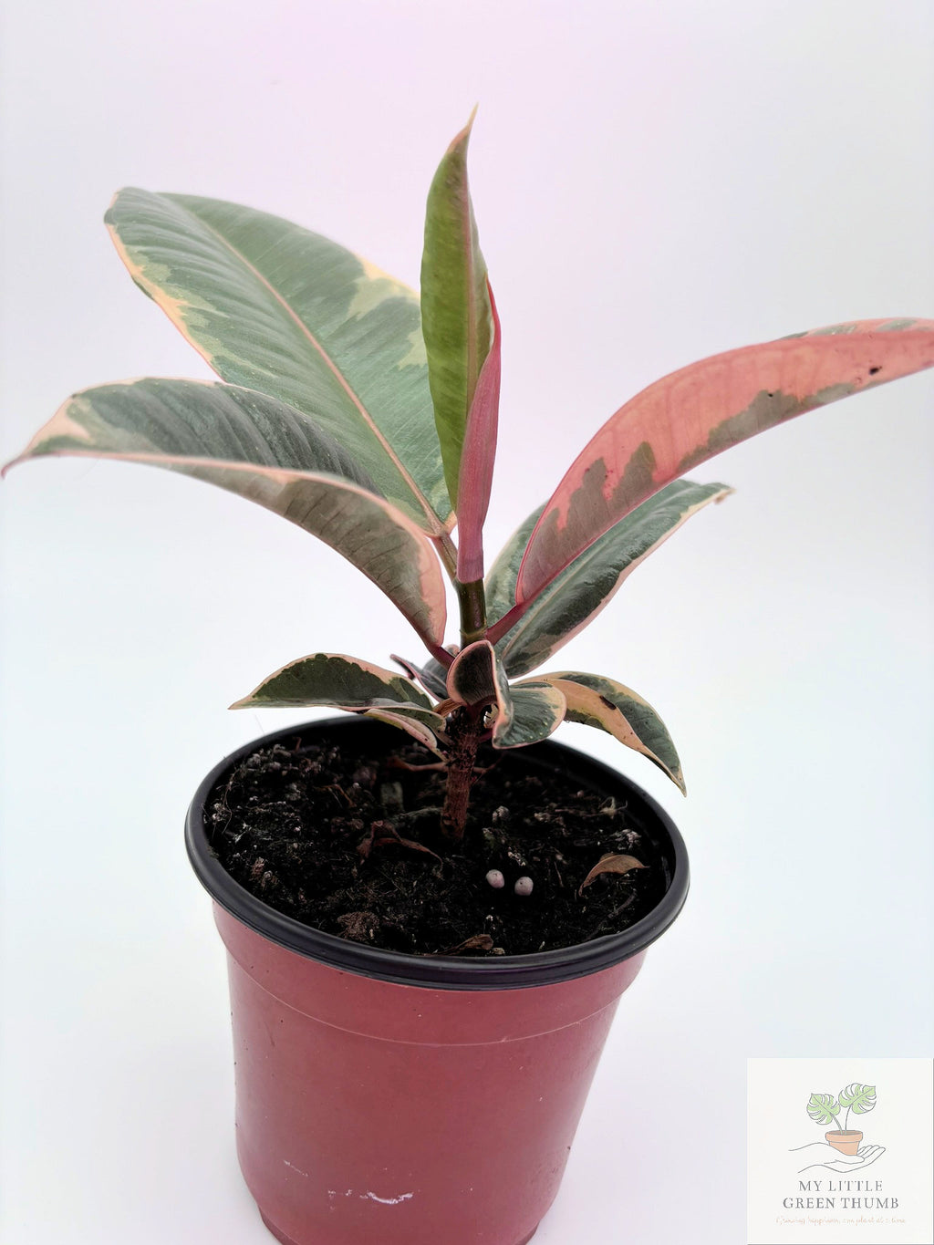 🌿 Ficus Tineke Variegated Rubber Plant • Elegant Tropical Statement Plant