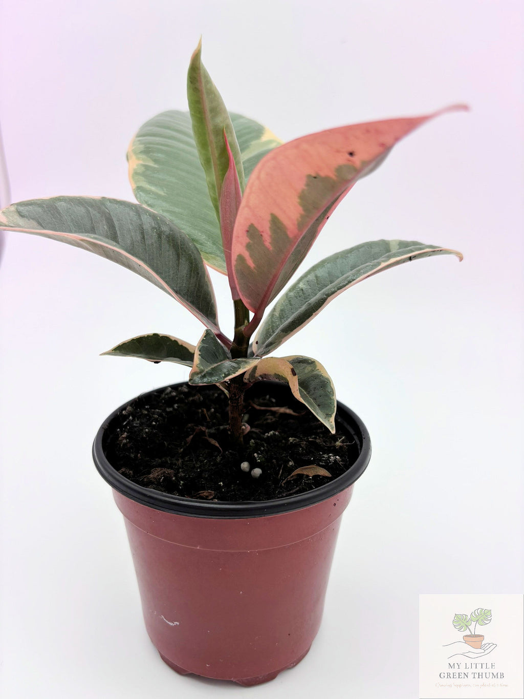 🌿 Ficus Tineke Variegated Rubber Plant • Elegant Tropical Statement Plant