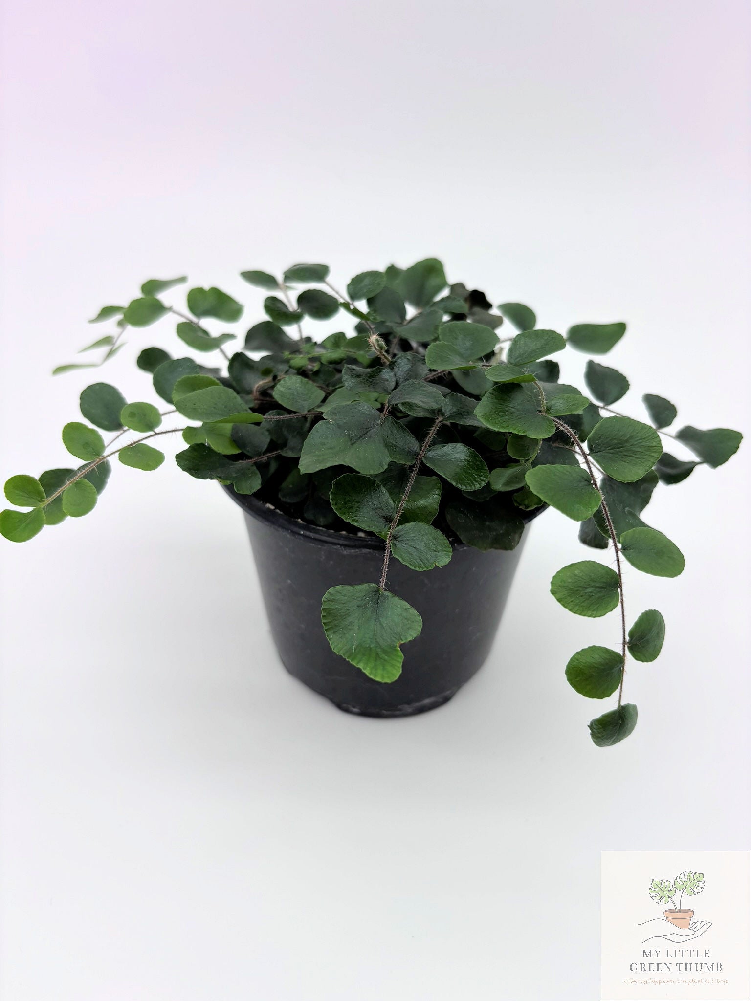 🌿 Tropical Fern Collection Lush, Air-Purifying Houseplants • Indoor Fern Varieties