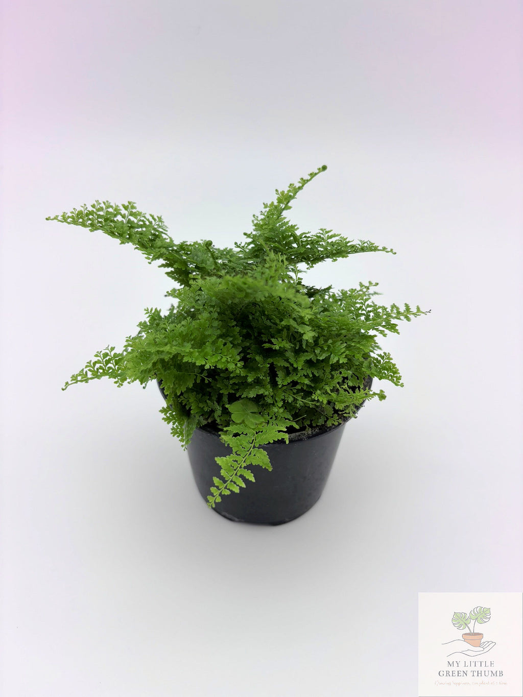 🌿 Tropical Fern Collection Lush, Air-Purifying Houseplants • Indoor Fern Varieties