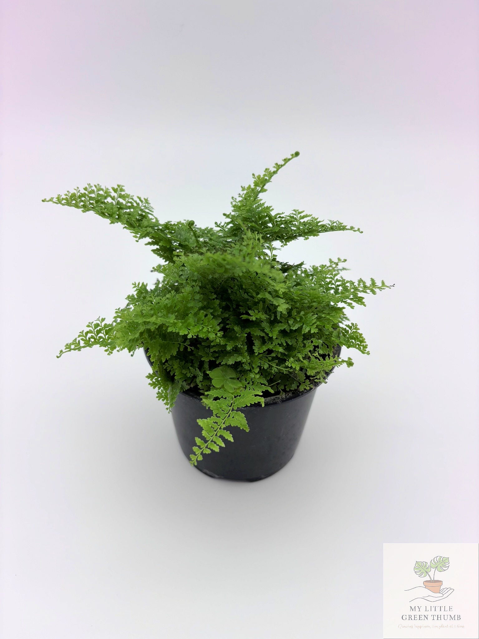 🌿 Tropical Fern Collection Lush, Air-Purifying Houseplants • Indoor Fern Varieties