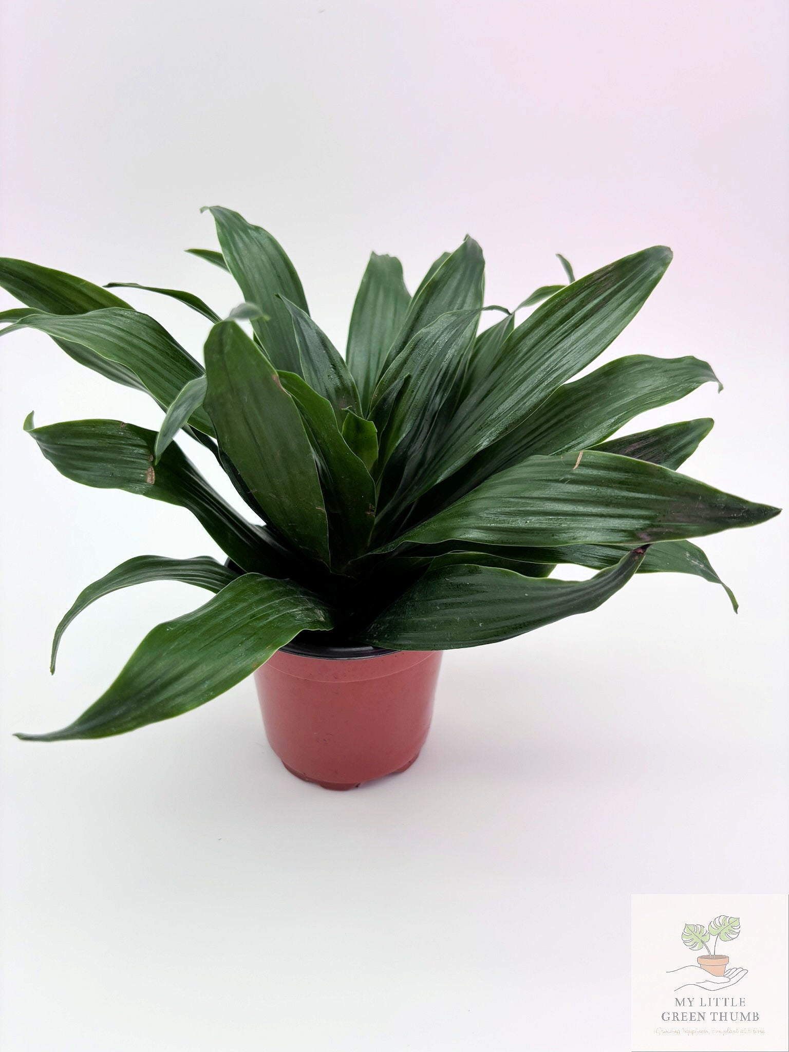 🌿 Dracaena Janet Craig Compacta  Compact Low-Light Houseplant • Easy-Care Tropical Foliage Plant