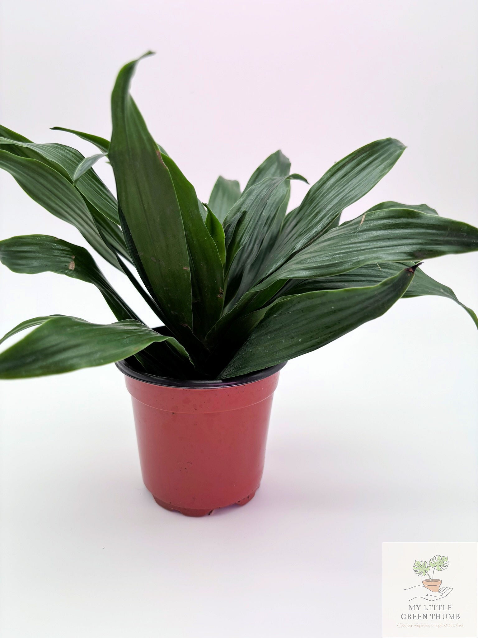 🌿 Dracaena Janet Craig Compacta  Compact Low-Light Houseplant • Easy-Care Tropical Foliage Plant