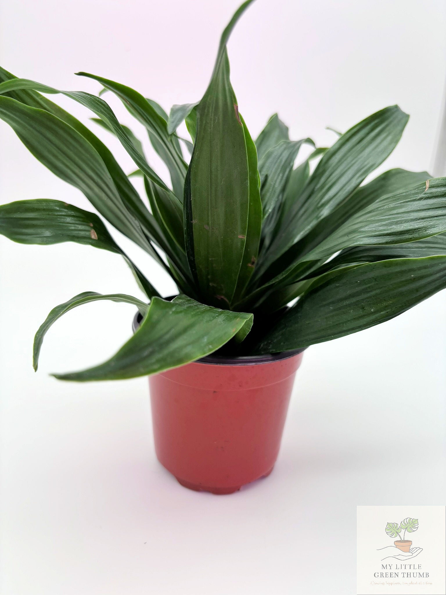 🌿 Dracaena Janet Craig Compacta  Compact Low-Light Houseplant • Easy-Care Tropical Foliage Plant