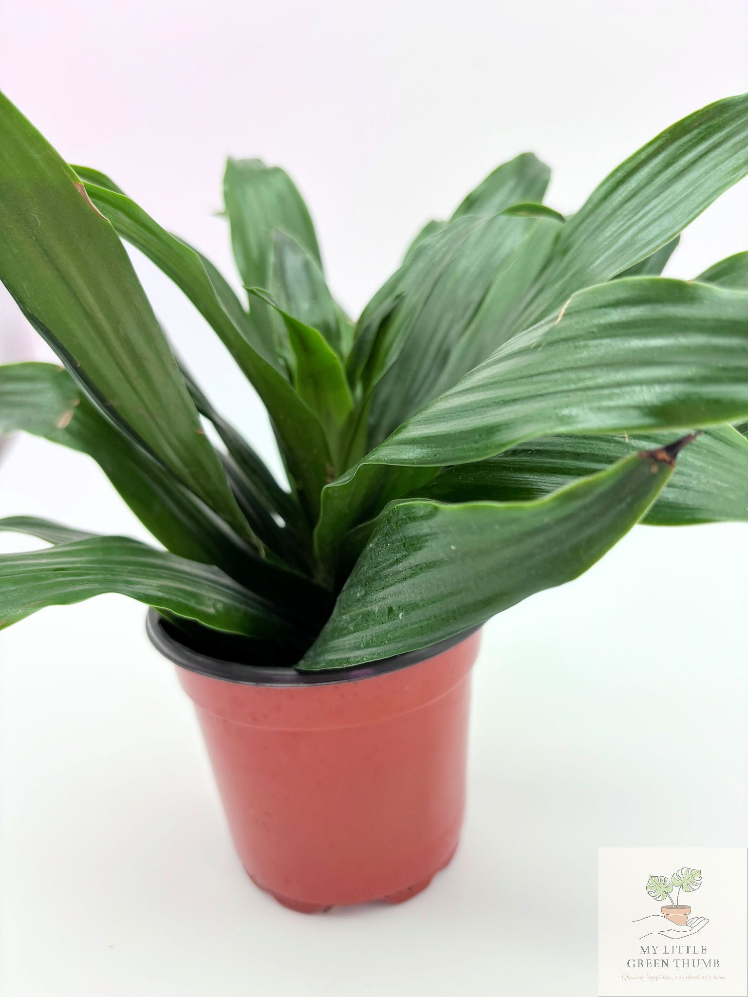 🌿 Dracaena Janet Craig Compacta  Compact Low-Light Houseplant • Easy-Care Tropical Foliage Plant