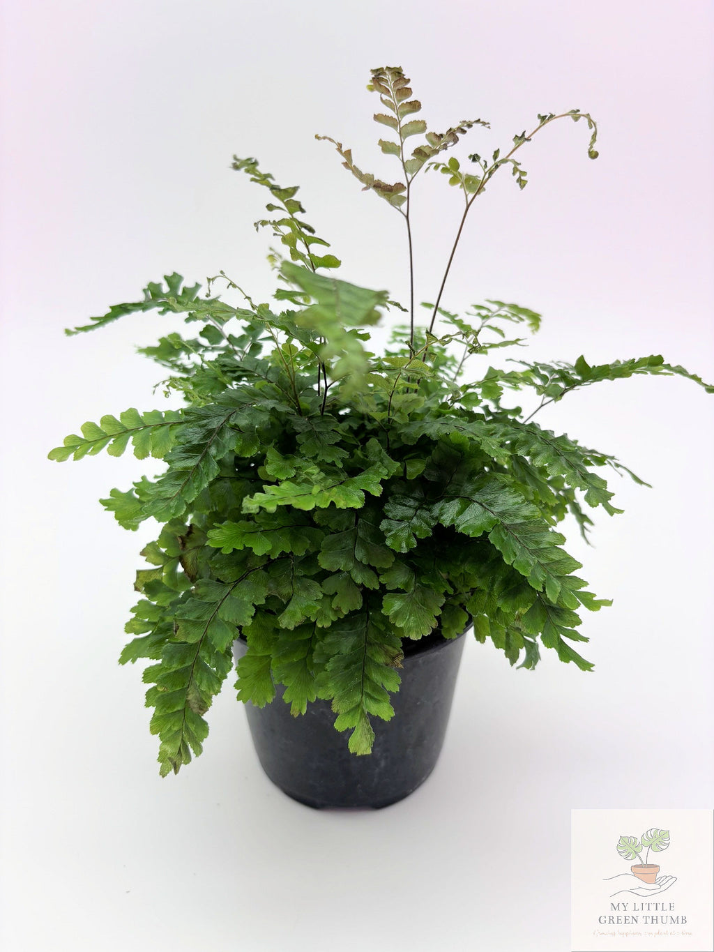 🌿 Tropical Fern Collection Lush, Air-Purifying Houseplants • Indoor Fern Varieties
