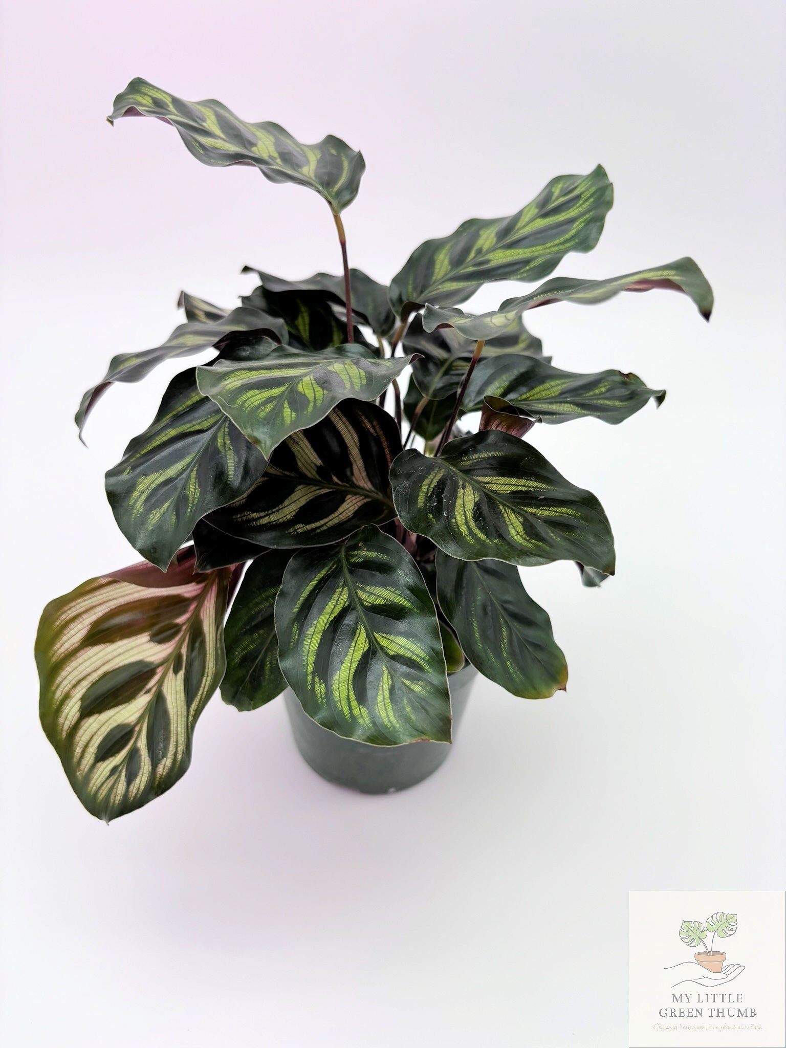 🌿 Calathea Prayer Plant Family • Pet-Friendly Tropical Houseplant