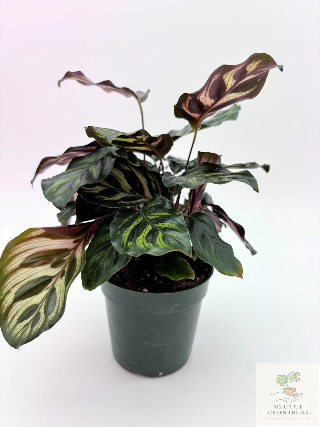 🌿 Calathea Prayer Plant Family • Pet-Friendly Tropical Houseplant