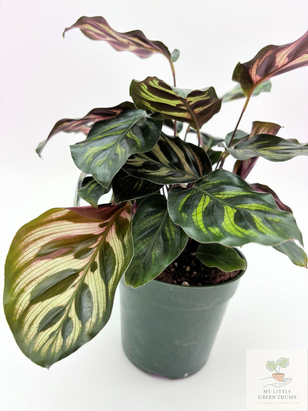 🌿 Calathea Prayer Plant Family • Pet-Friendly Tropical Houseplant