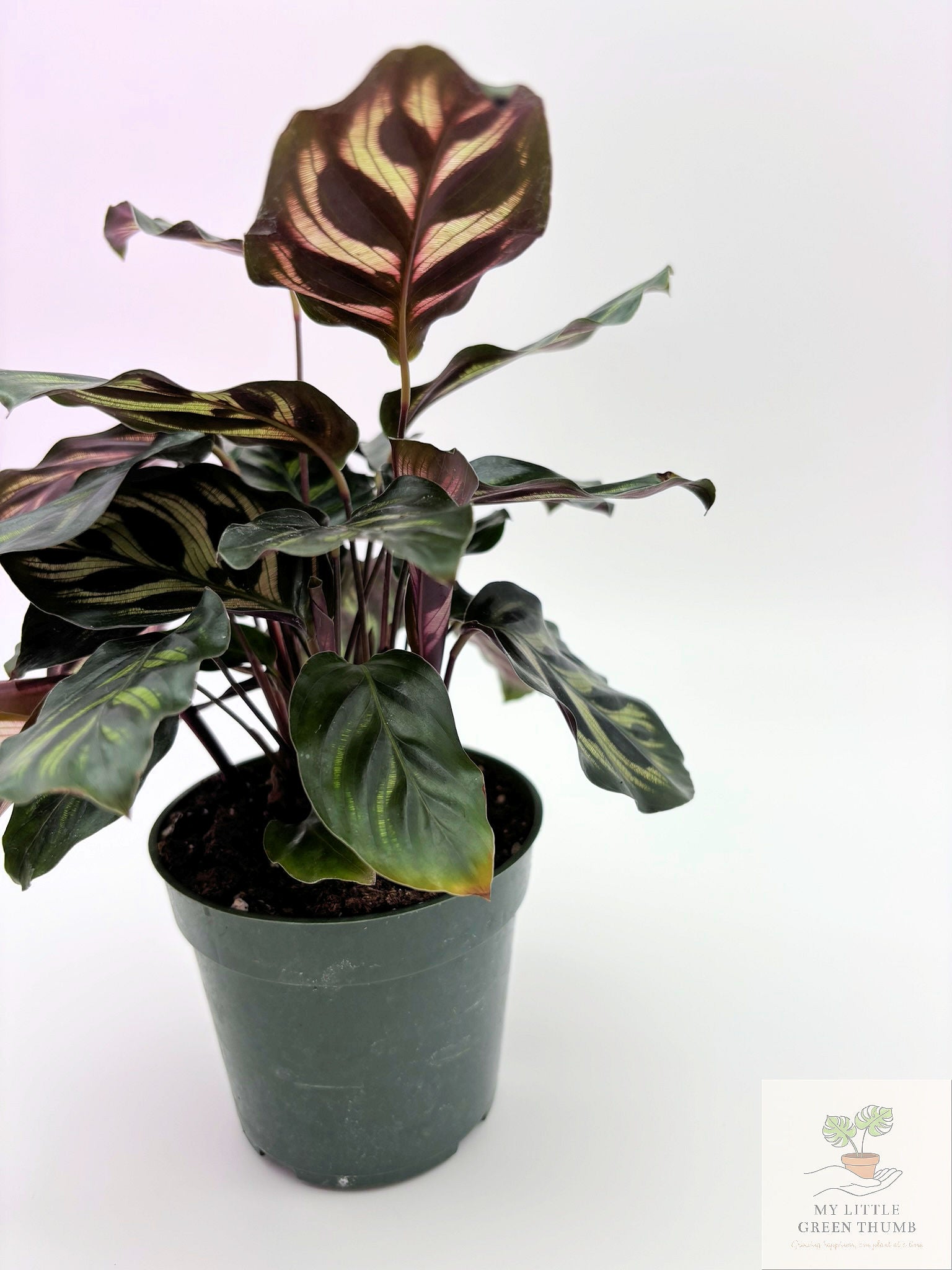🌿 Calathea Prayer Plant Family • Pet-Friendly Tropical Houseplant