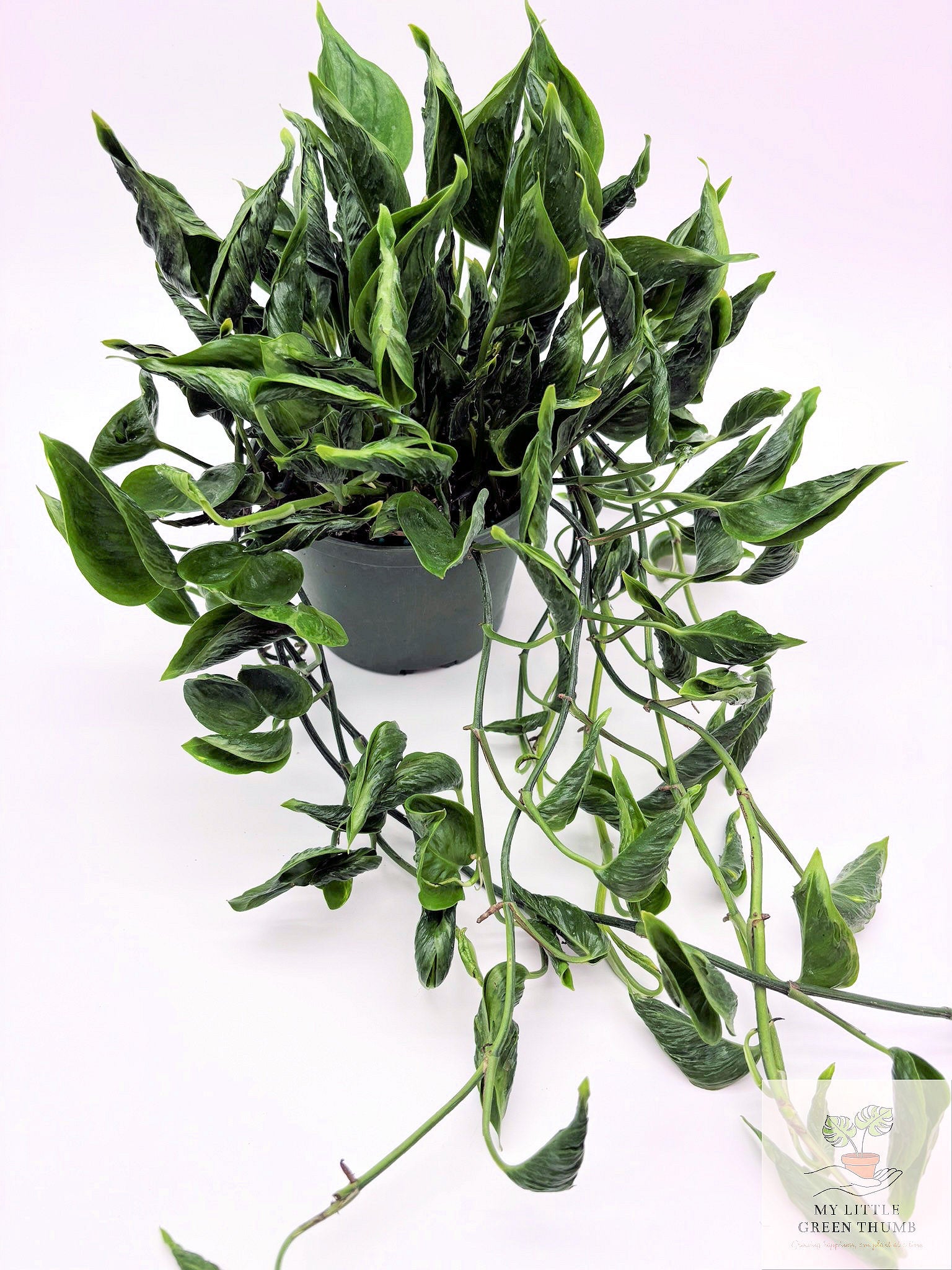 🌿 Pothos 'Shangri-La' Rare Curled Pothos • Unique Collector Houseplant