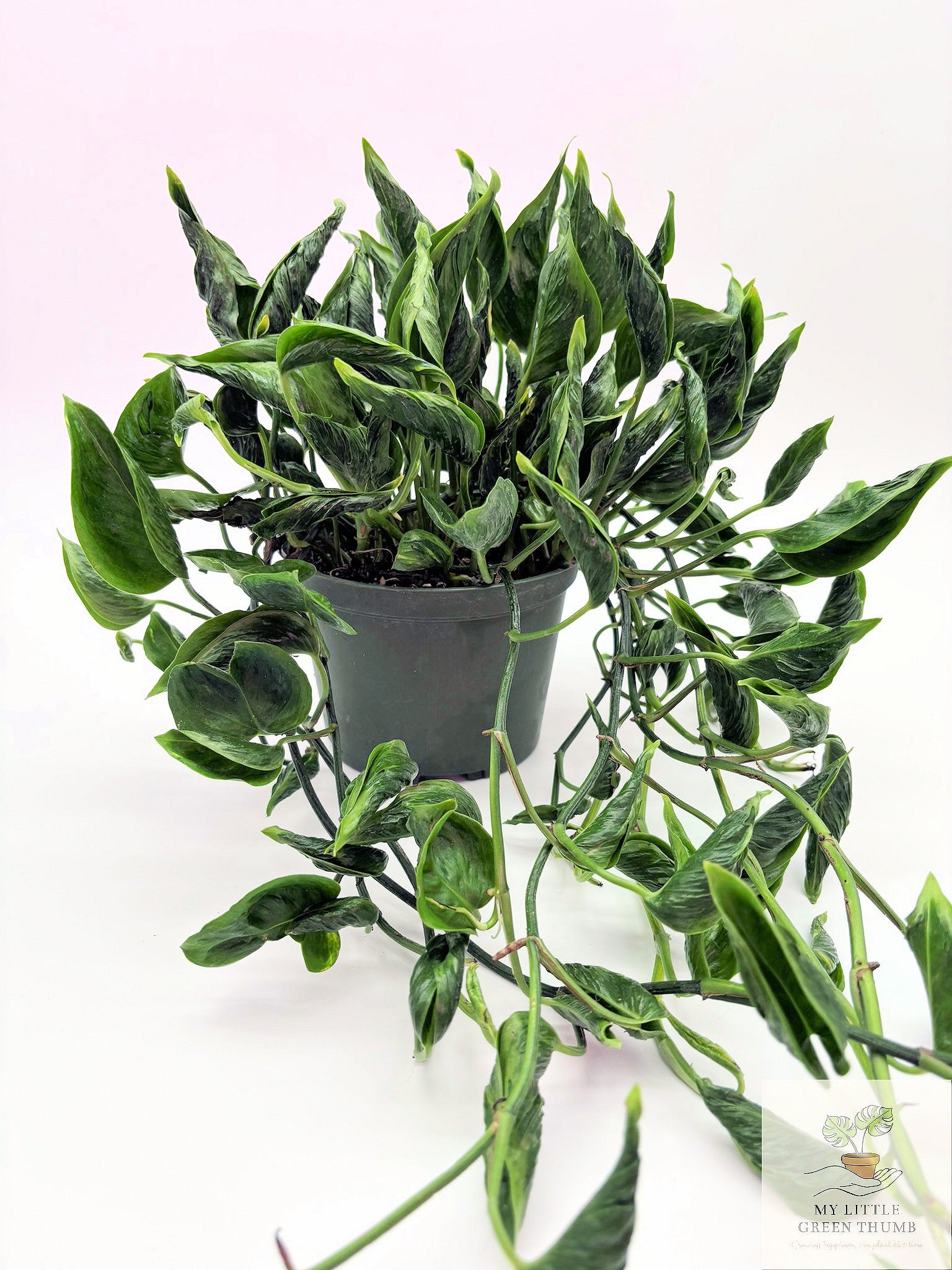 🌿 Pothos 'Shangri-La' Rare Curled Pothos • Unique Collector Houseplant