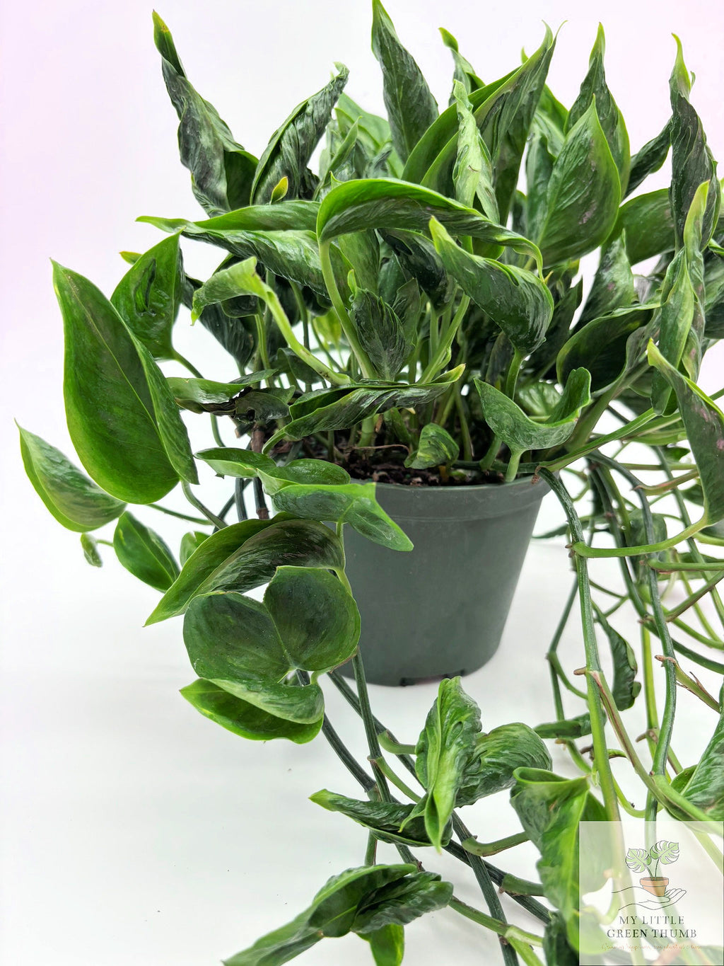 🌿 Pothos 'Shangri-La' Rare Curled Pothos • Unique Collector Houseplant