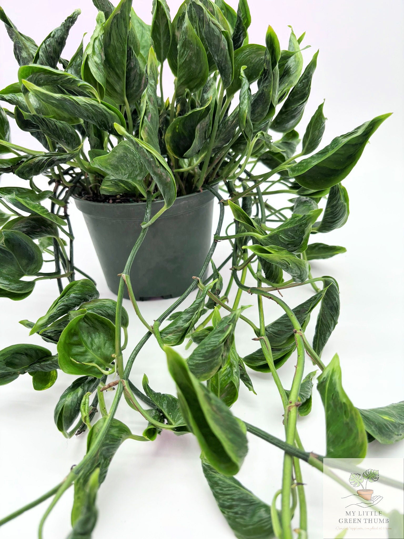 🌿 Pothos 'Shangri-La' Rare Curled Pothos • Unique Collector Houseplant
