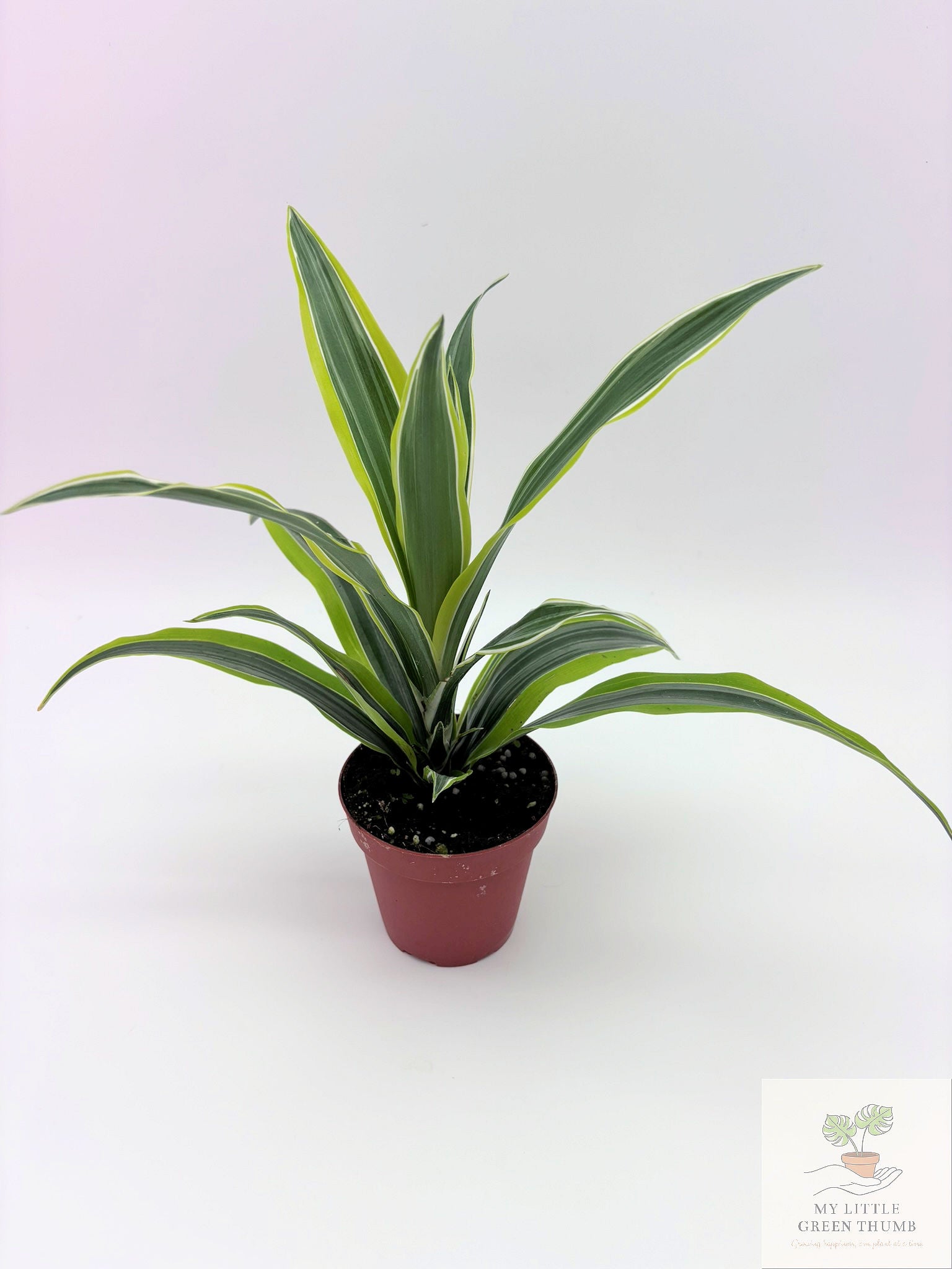 🌿 Dracaena Warneckii 'Lemon Lime' Bright Variegated Foliage • Easy-Care Low-Light Houseplant