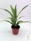 🌿 Dracaena Warneckii 'Lemon Lime' Bright Variegated Foliage • Easy-Care Low-Light Houseplant