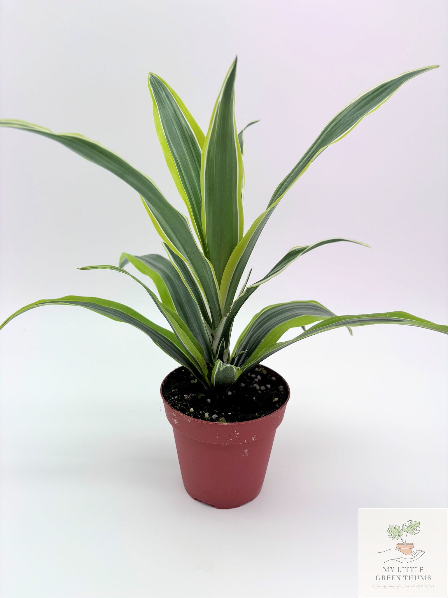 🌿 Dracaena Warneckii 'Lemon Lime' Bright Variegated Foliage • Easy-Care Low-Light Houseplant