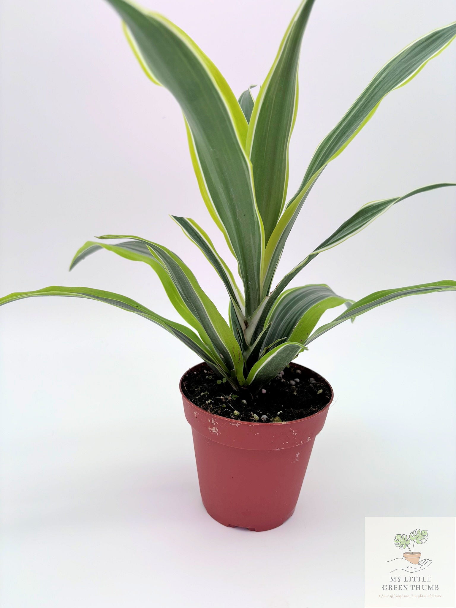 🌿 Dracaena Warneckii 'Lemon Lime' Bright Variegated Foliage • Easy-Care Low-Light Houseplant