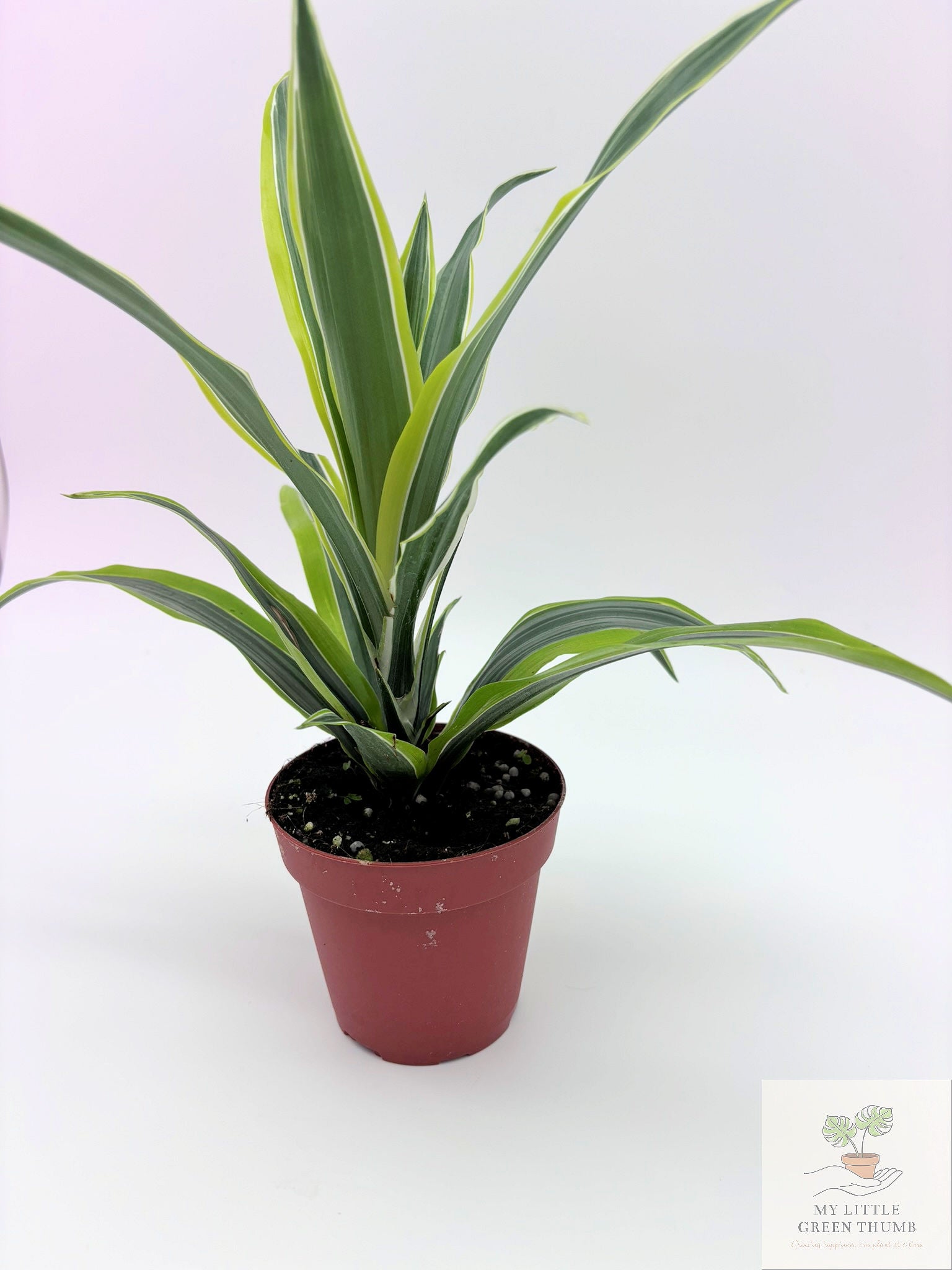🌿 Dracaena Warneckii 'Lemon Lime' Bright Variegated Foliage • Easy-Care Low-Light Houseplant