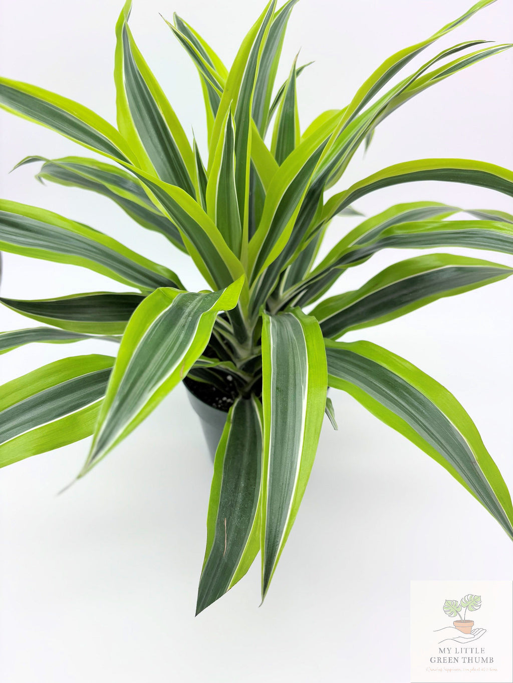 🌿 Dracaena Warneckii 'Lemon Lime' Bright Variegated Foliage • Easy-Care Low-Light Houseplant