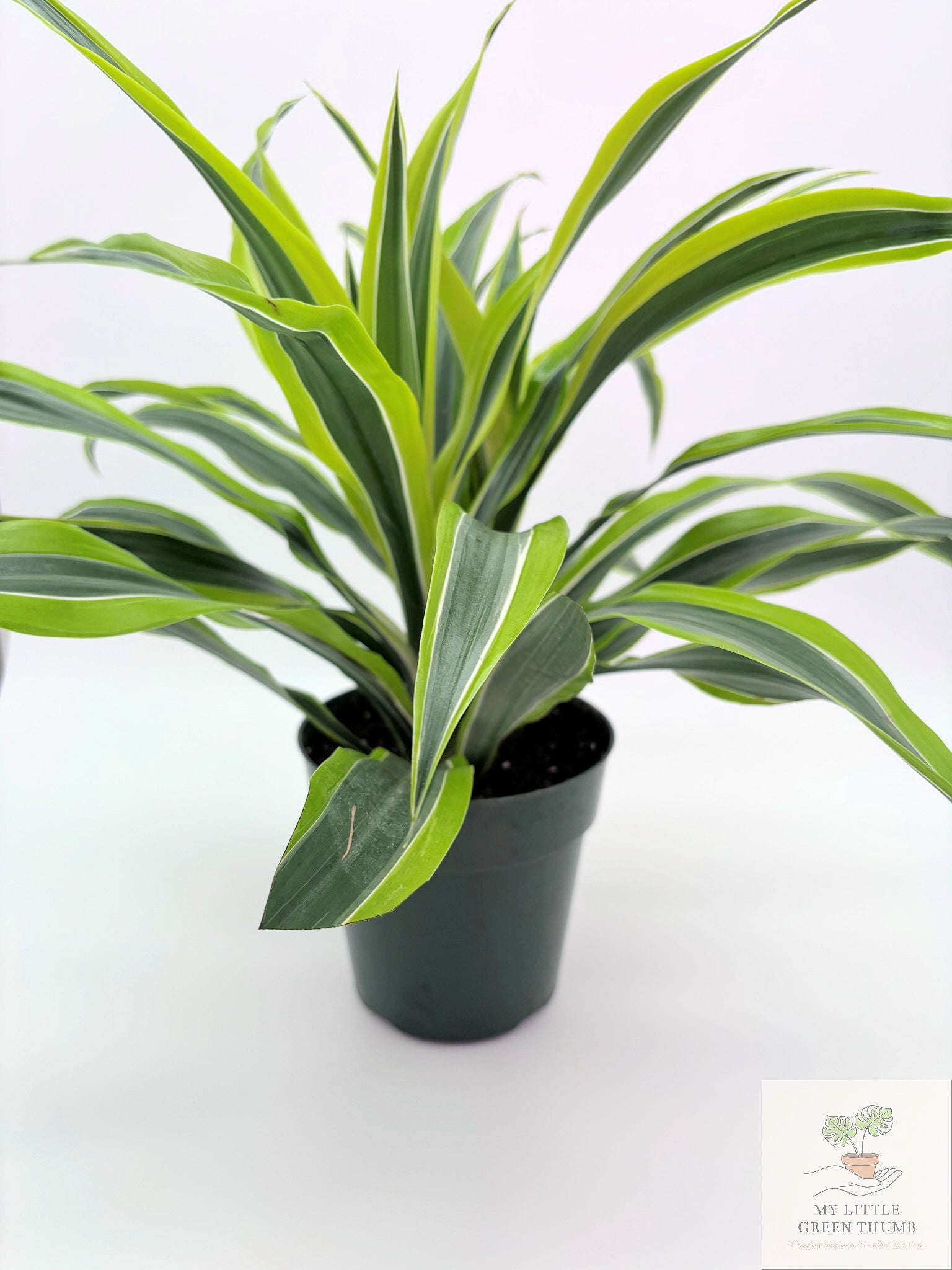 🌿 Dracaena Warneckii 'Lemon Lime' Bright Variegated Foliage • Easy-Care Low-Light Houseplant