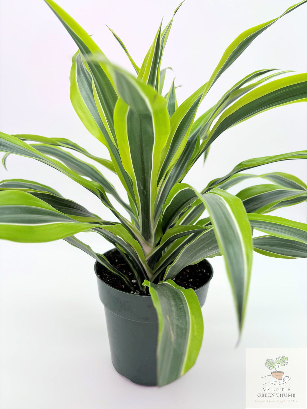 🌿 Dracaena Warneckii 'Lemon Lime' Bright Variegated Foliage • Easy-Care Low-Light Houseplant