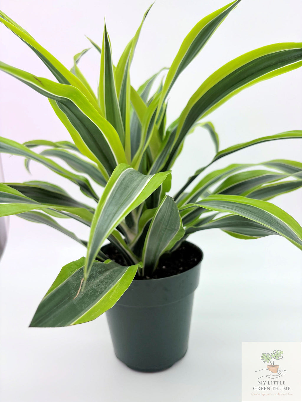 🌿 Dracaena Warneckii 'Lemon Lime' Bright Variegated Foliage • Easy-Care Low-Light Houseplant
