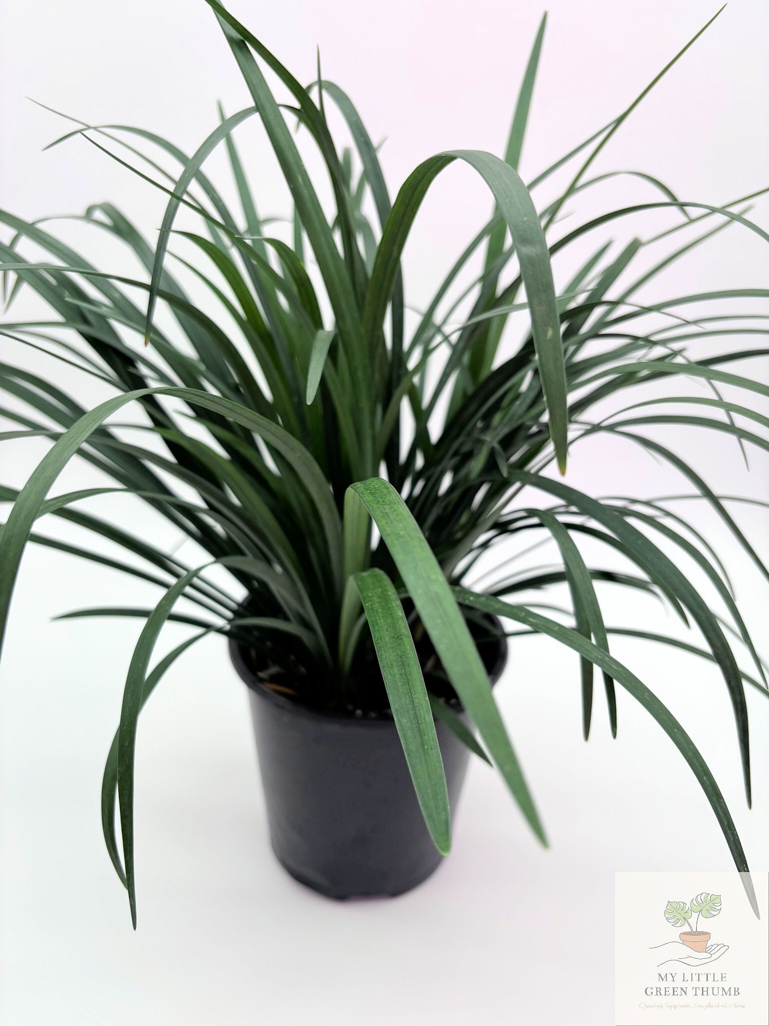 🌿 Liriope Evergreen Evergreen Border Plant • Low-Maintenance