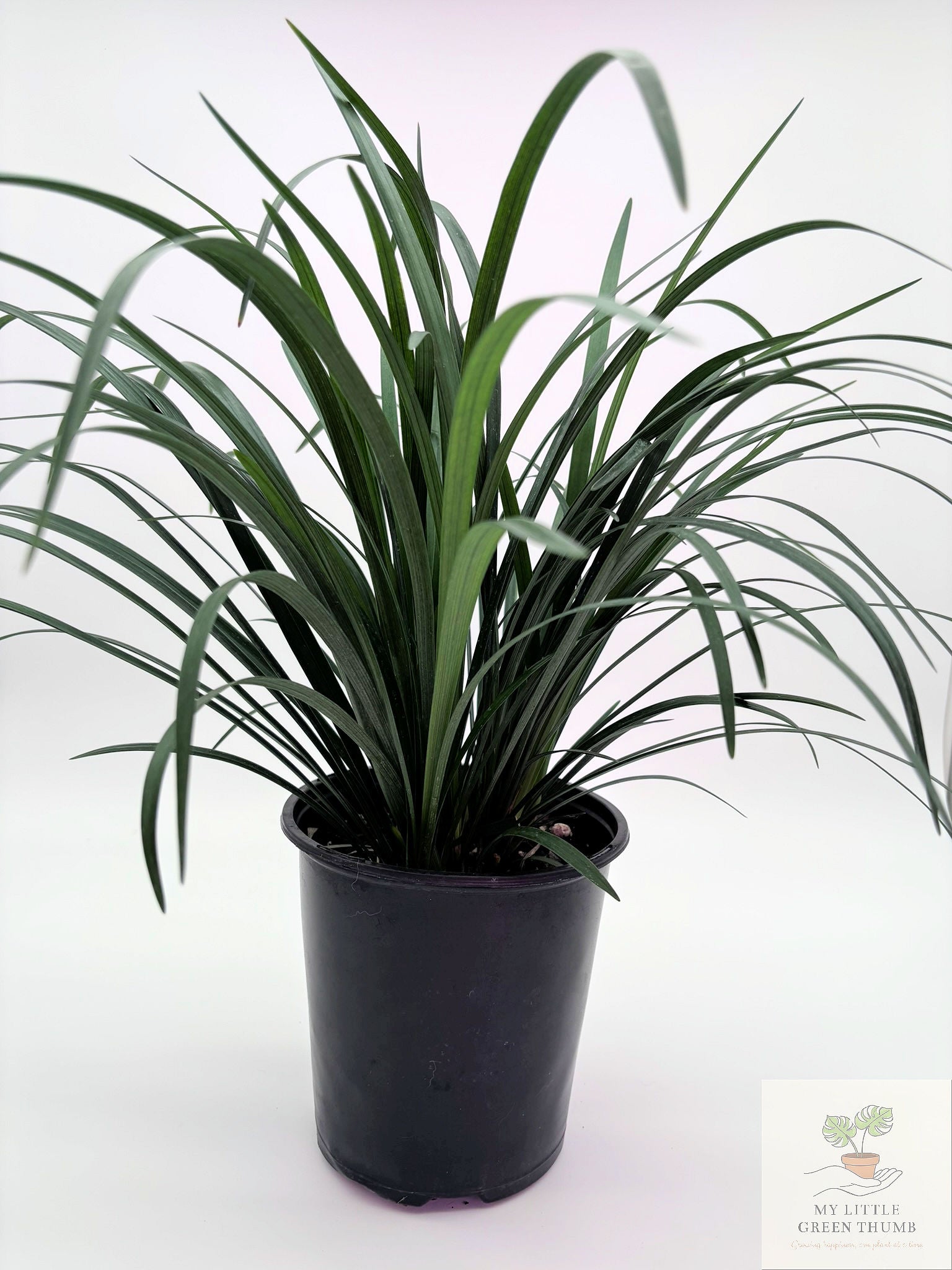 🌿 Liriope Evergreen Evergreen Border Plant • Low-Maintenance