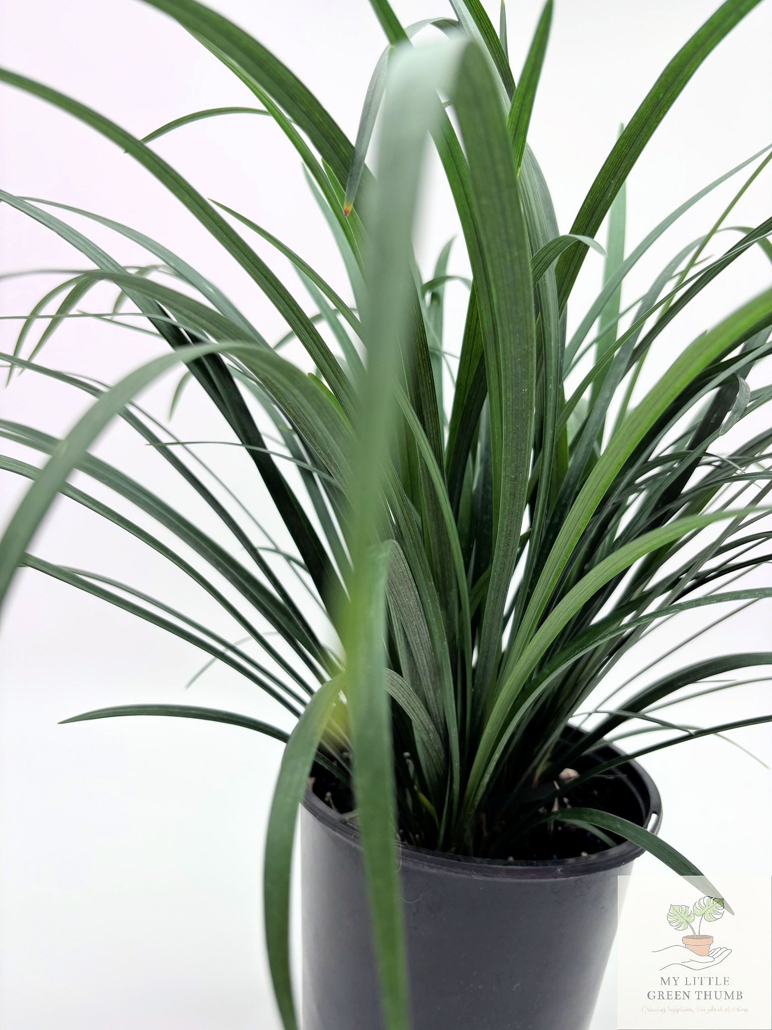 🌿 Liriope Evergreen Evergreen Border Plant • Low-Maintenance