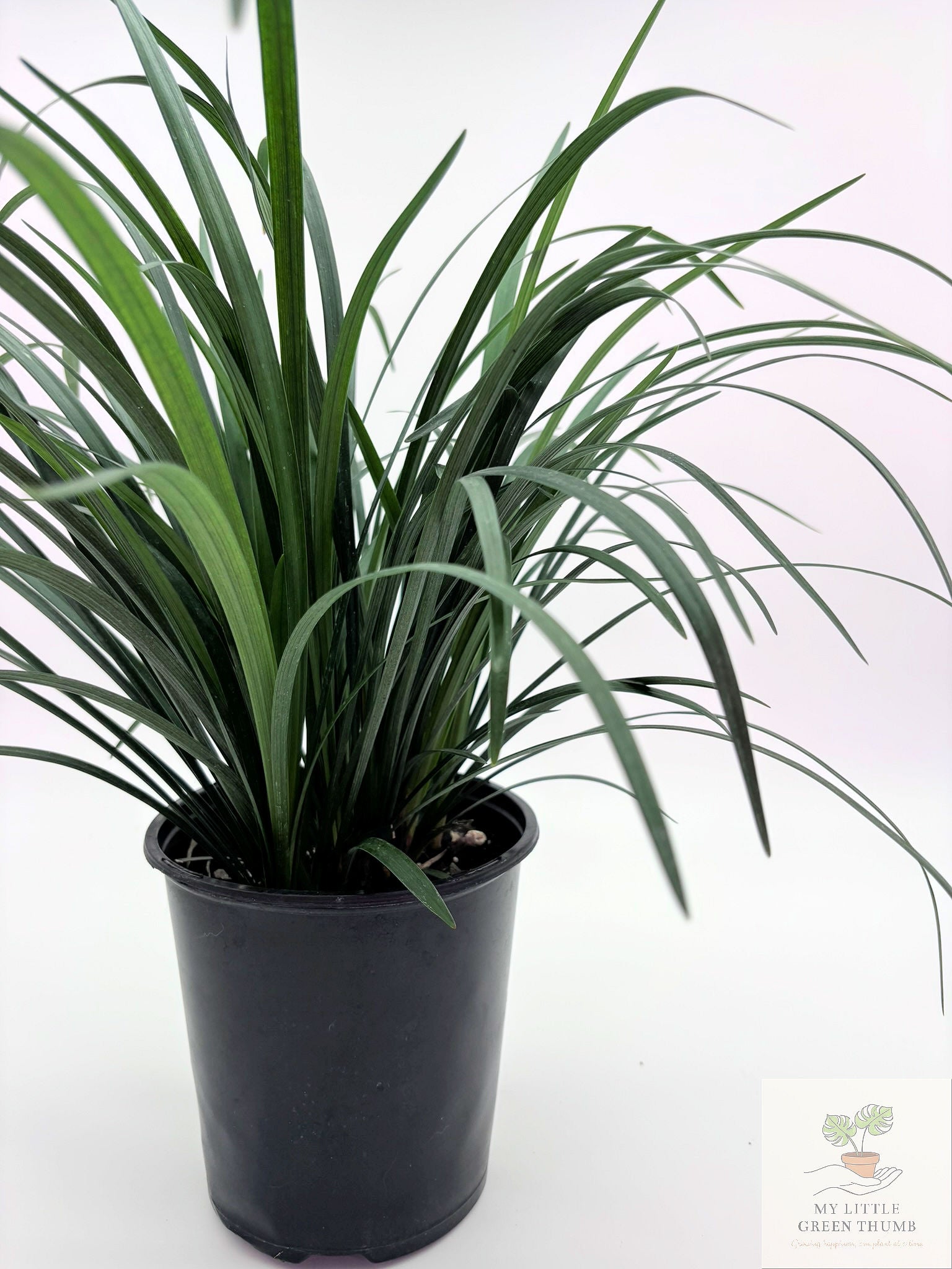 🌿 Liriope Evergreen Evergreen Border Plant • Low-Maintenance