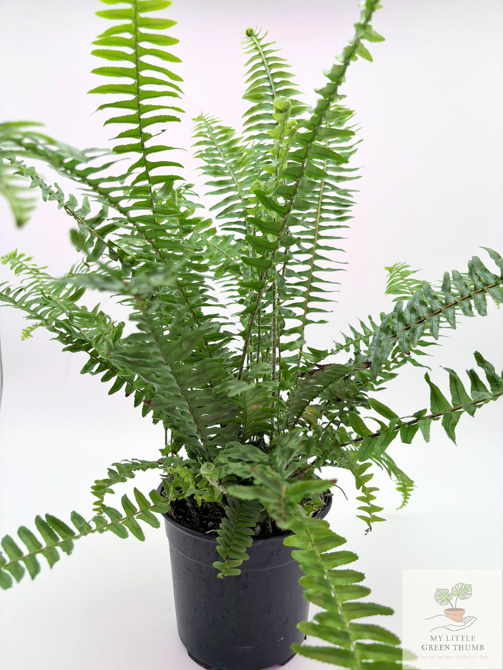 🌿 Tropical Fern Collection Lush, Air-Purifying Houseplants • Indoor Fern Varieties