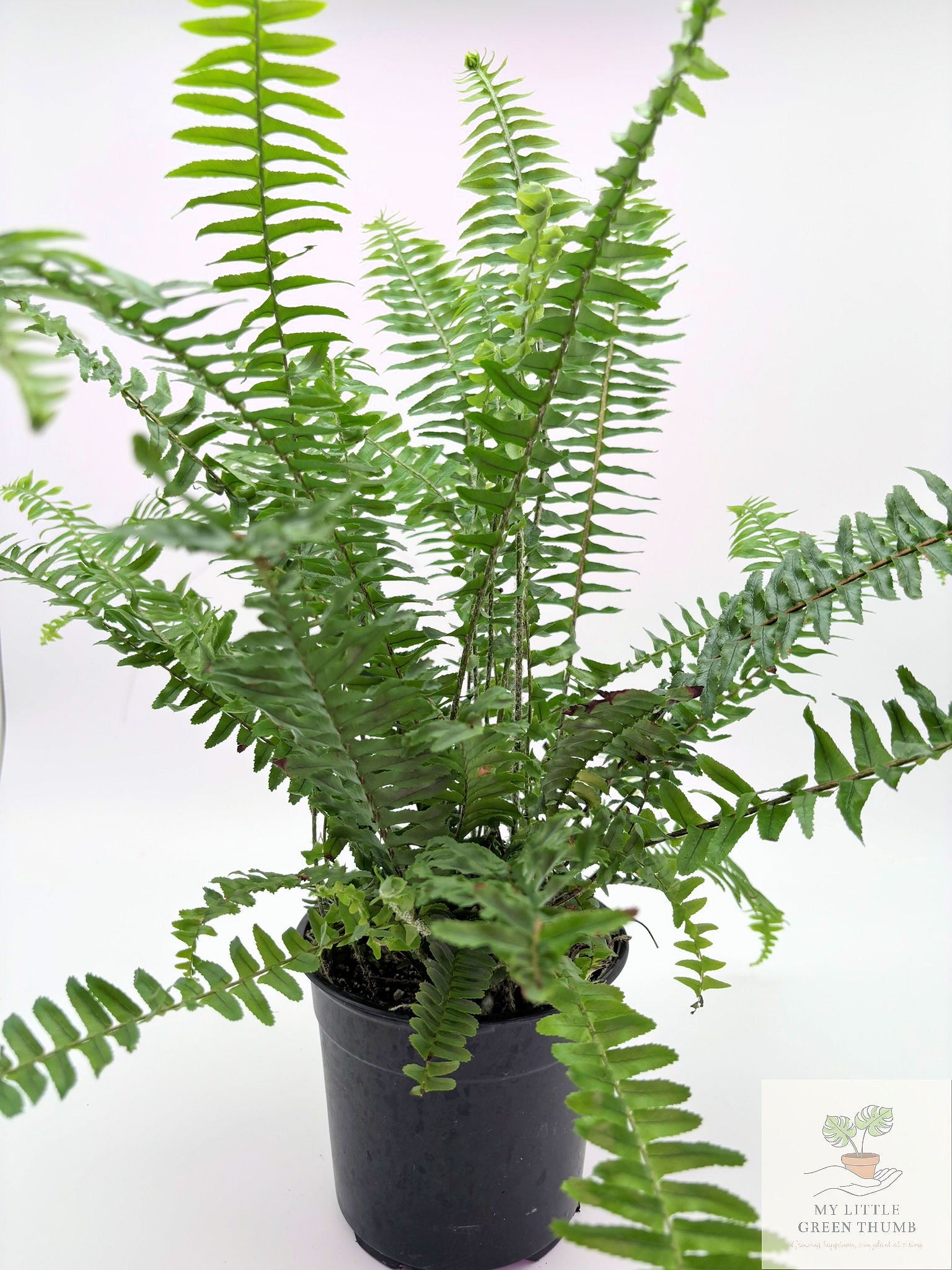 🌿 Tropical Fern Collection Lush, Air-Purifying Houseplants • Indoor Fern Varieties