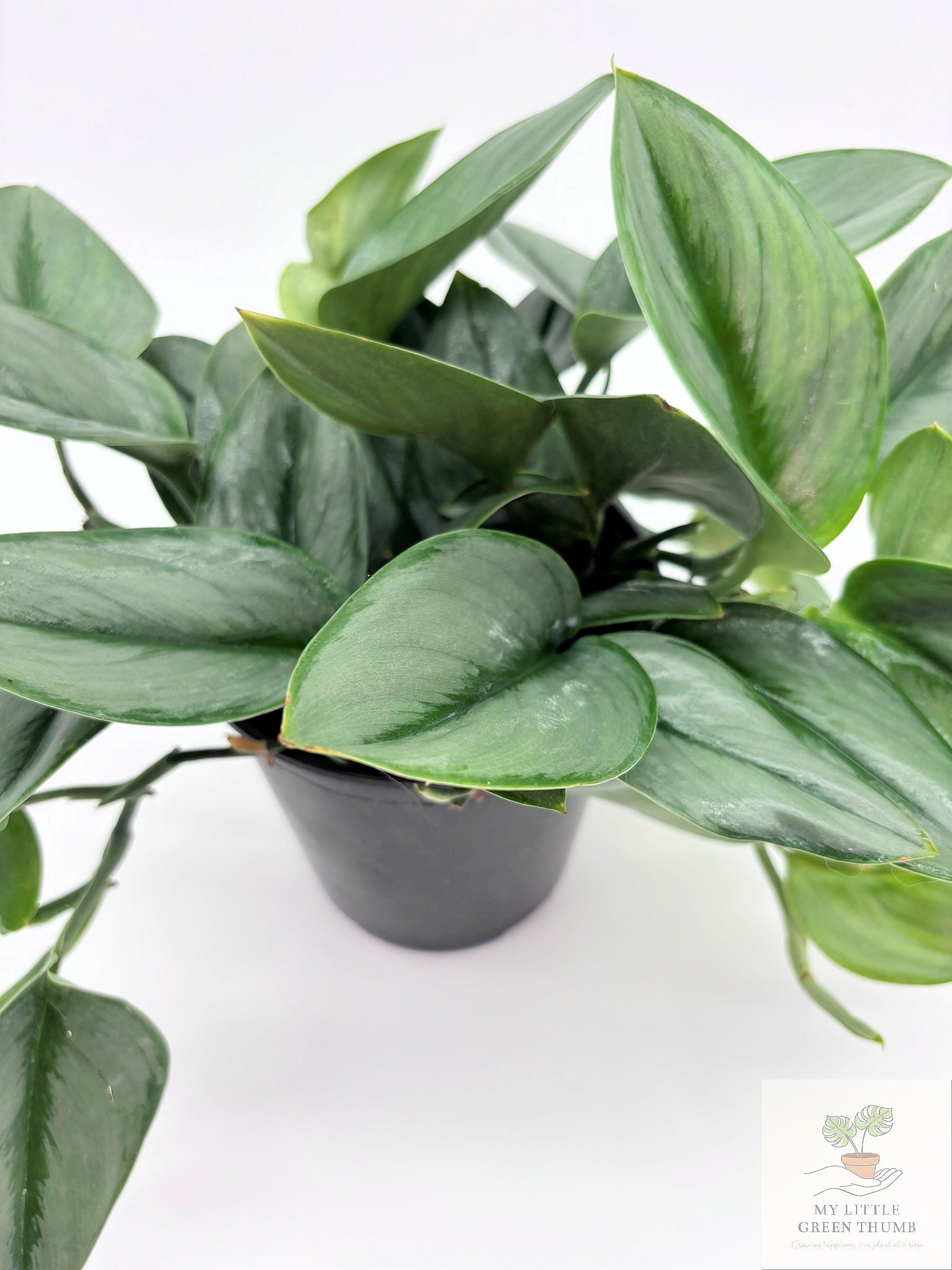 🌿 Scindapsus Treubii 'Moonlight' Rare Silver Foliage Houseplant • Collector Climbing Plant