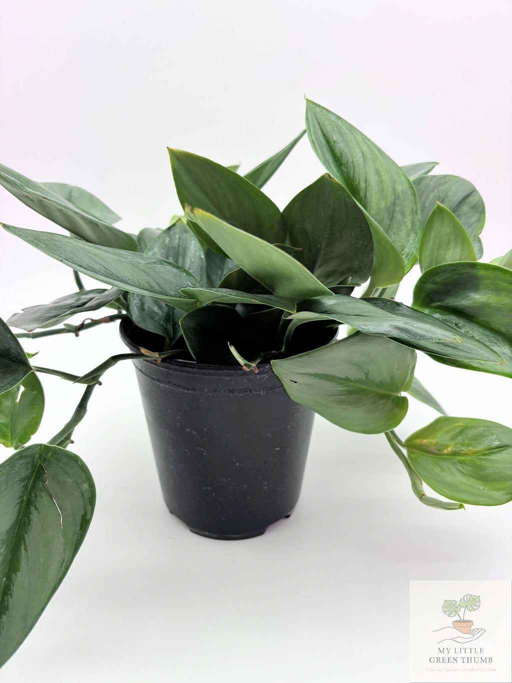 🌿 Scindapsus Treubii 'Moonlight' Rare Silver Foliage Houseplant • Collector Climbing Plant