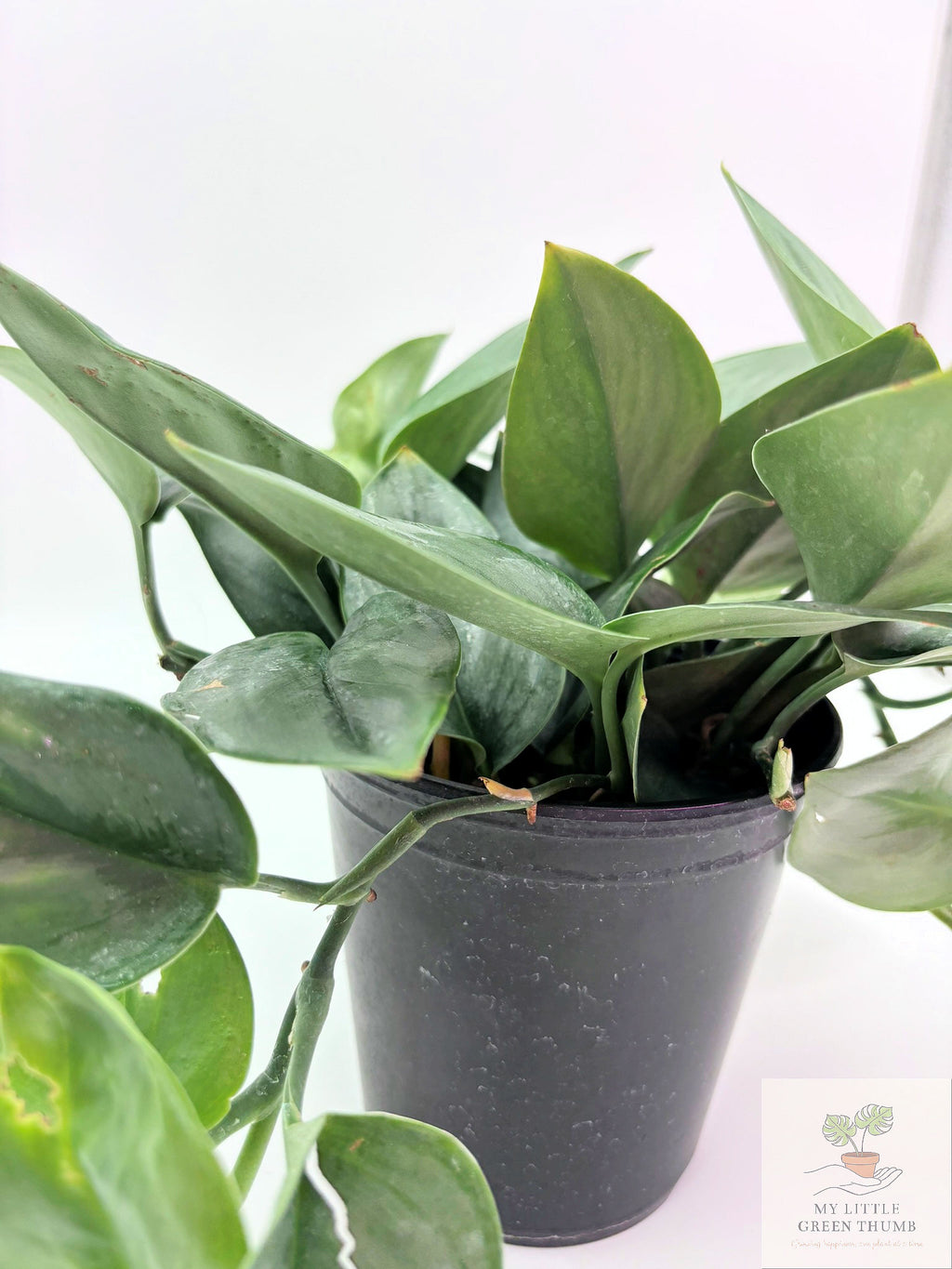 🌿 Scindapsus Treubii 'Moonlight' Rare Silver Foliage Houseplant • Collector Climbing Plant