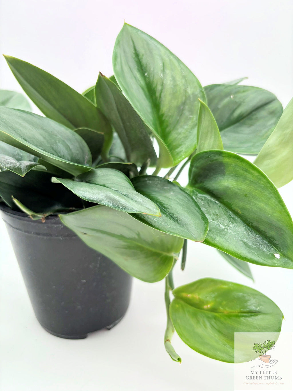 🌿 Scindapsus Treubii 'Moonlight' Rare Silver Foliage Houseplant • Collector Climbing Plant