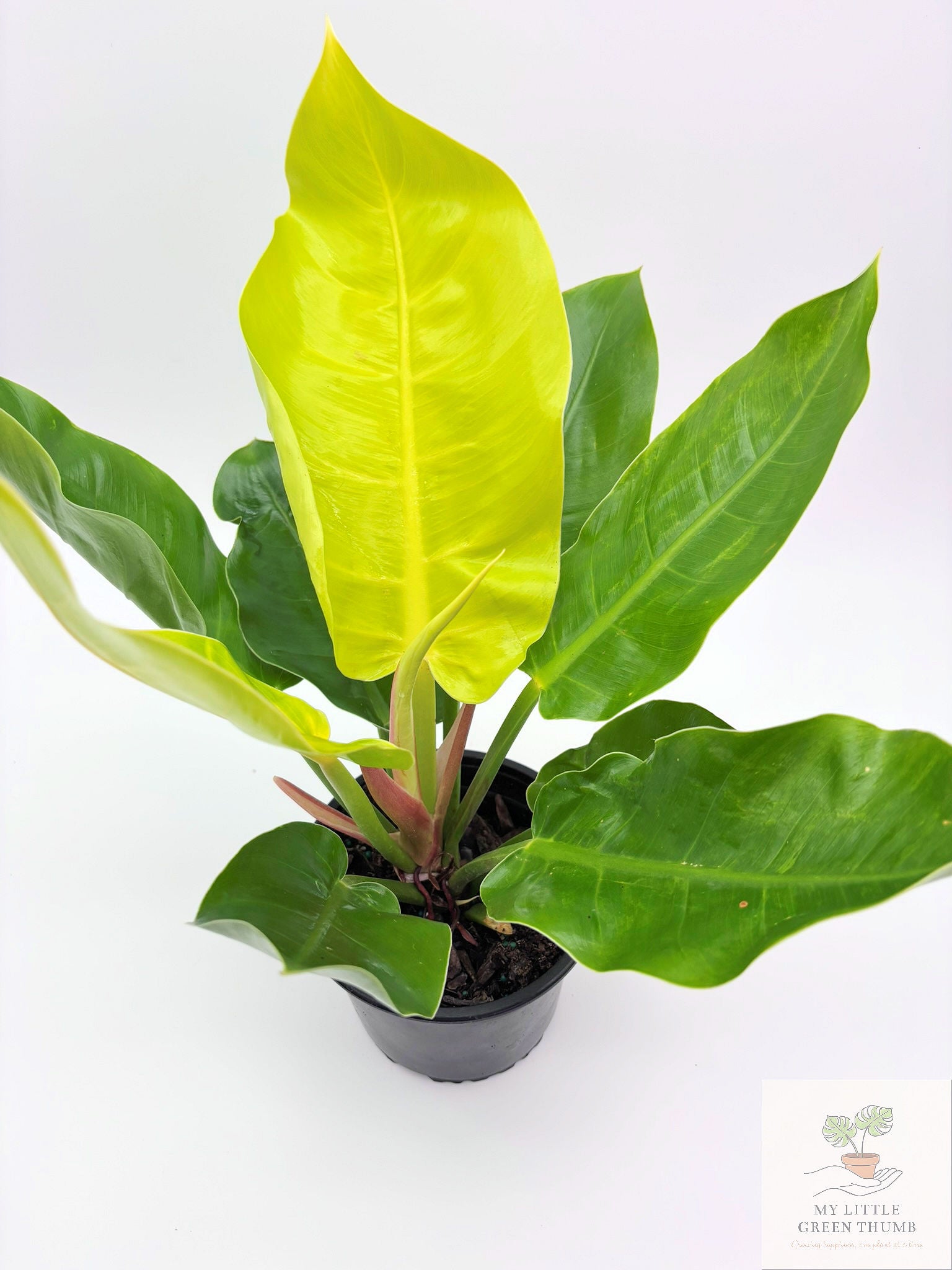 🌿 Philodendron Moonlight Bright Tropical Foliage Plant 6" Pot• Easy-Care Philodendron (Copy)